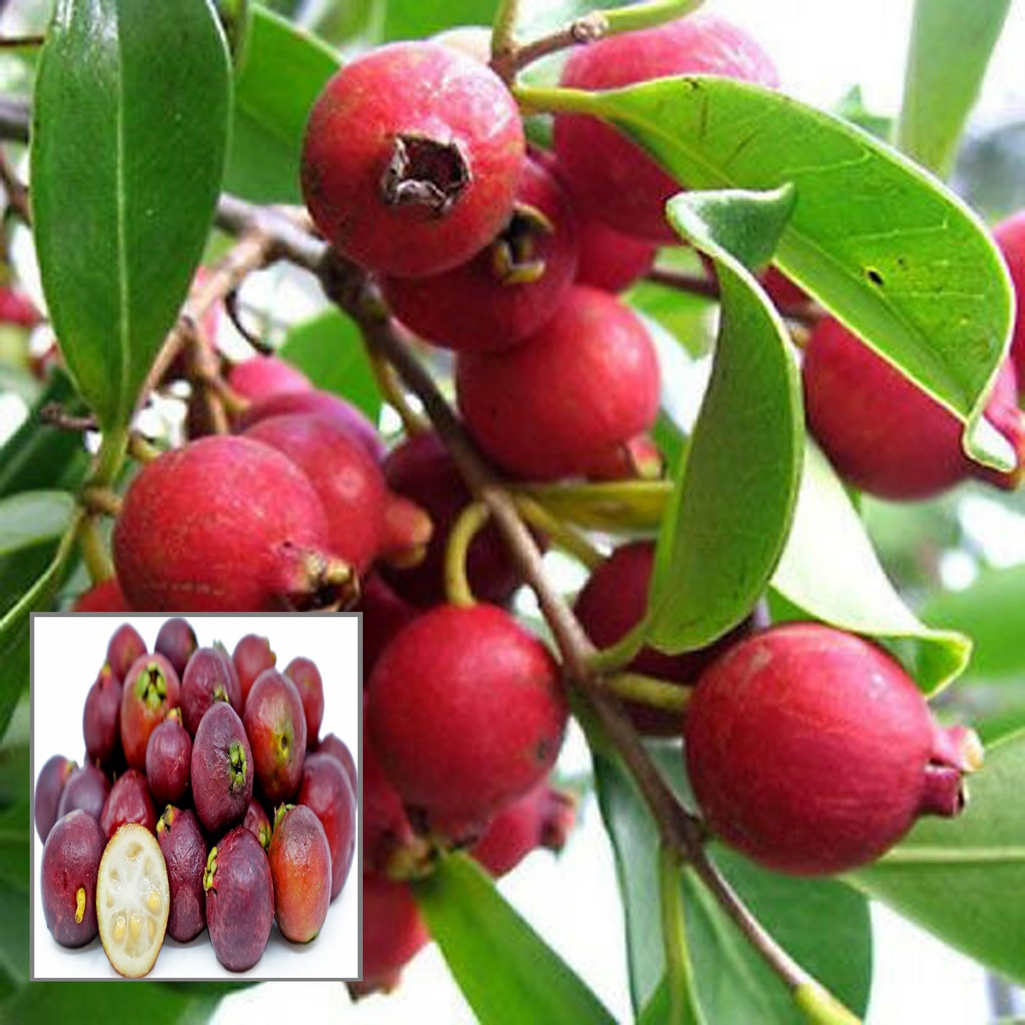 HAPING Red Strawberry Guava Amrood Layering/Grafted Fruit Live Plant (1.5-3 Feet Height) (B0CV7GFC8X) Amazon Price History, Amazon Price Tracker