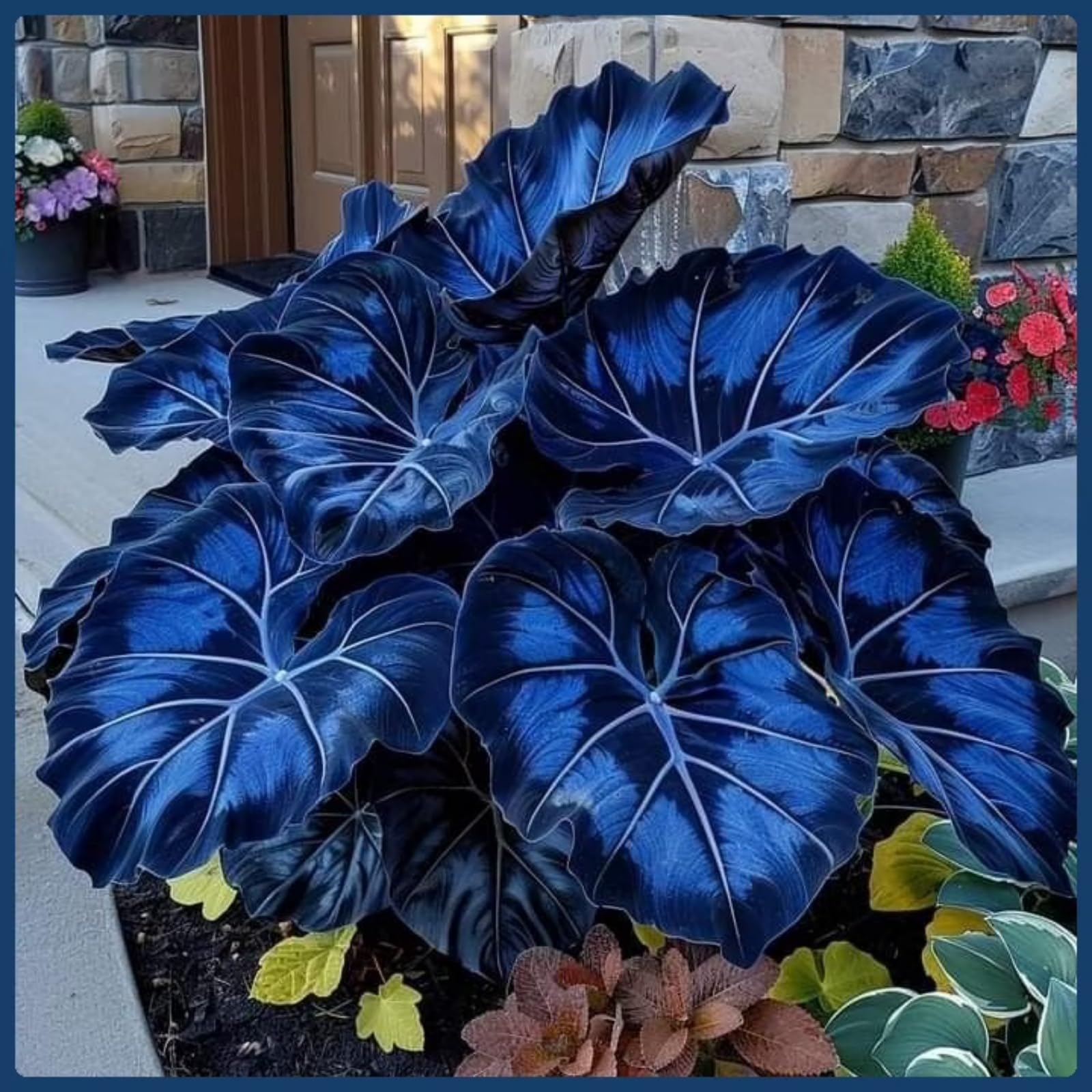 Elephant Ear Bulbs, Hardy Perennial,Elephant Ear Plants UK, Excellent Display,Cut Flowers,Fragrant-15 Bulbs-I
