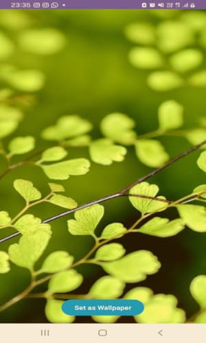 Natural Springs Wallpapers – vue 3