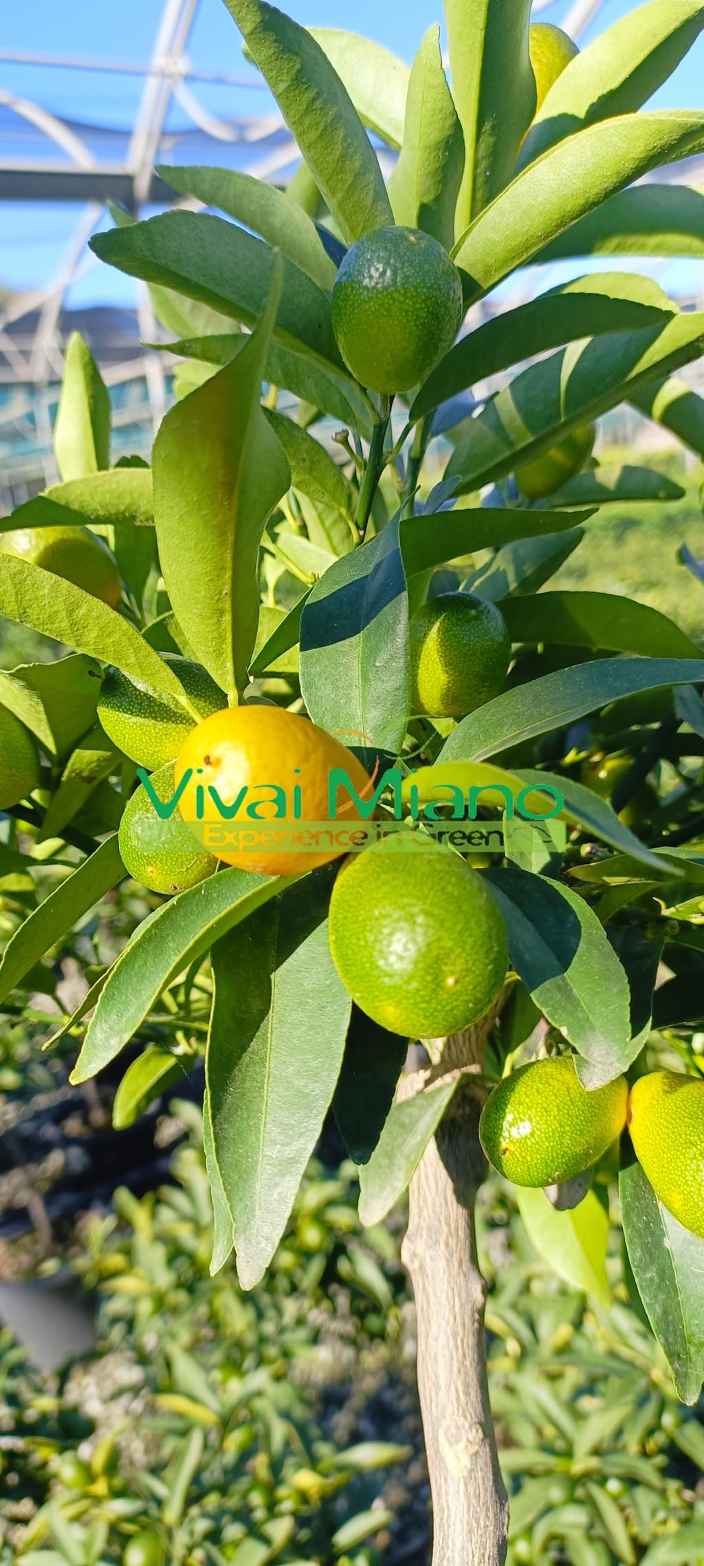Pianta di Kumquat - Mandarino Cinese (vaso - 20) con frutto - Immagine reale