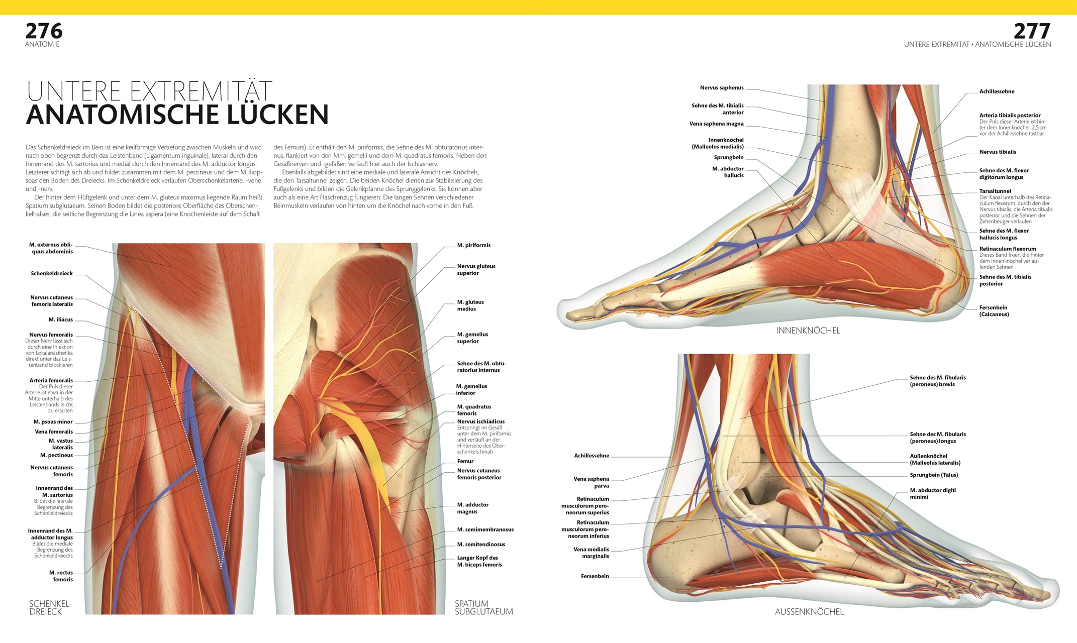 Anatomie und Physiologie: Die große Bild-Enzyklopädie mit über 2000 Abbildungen