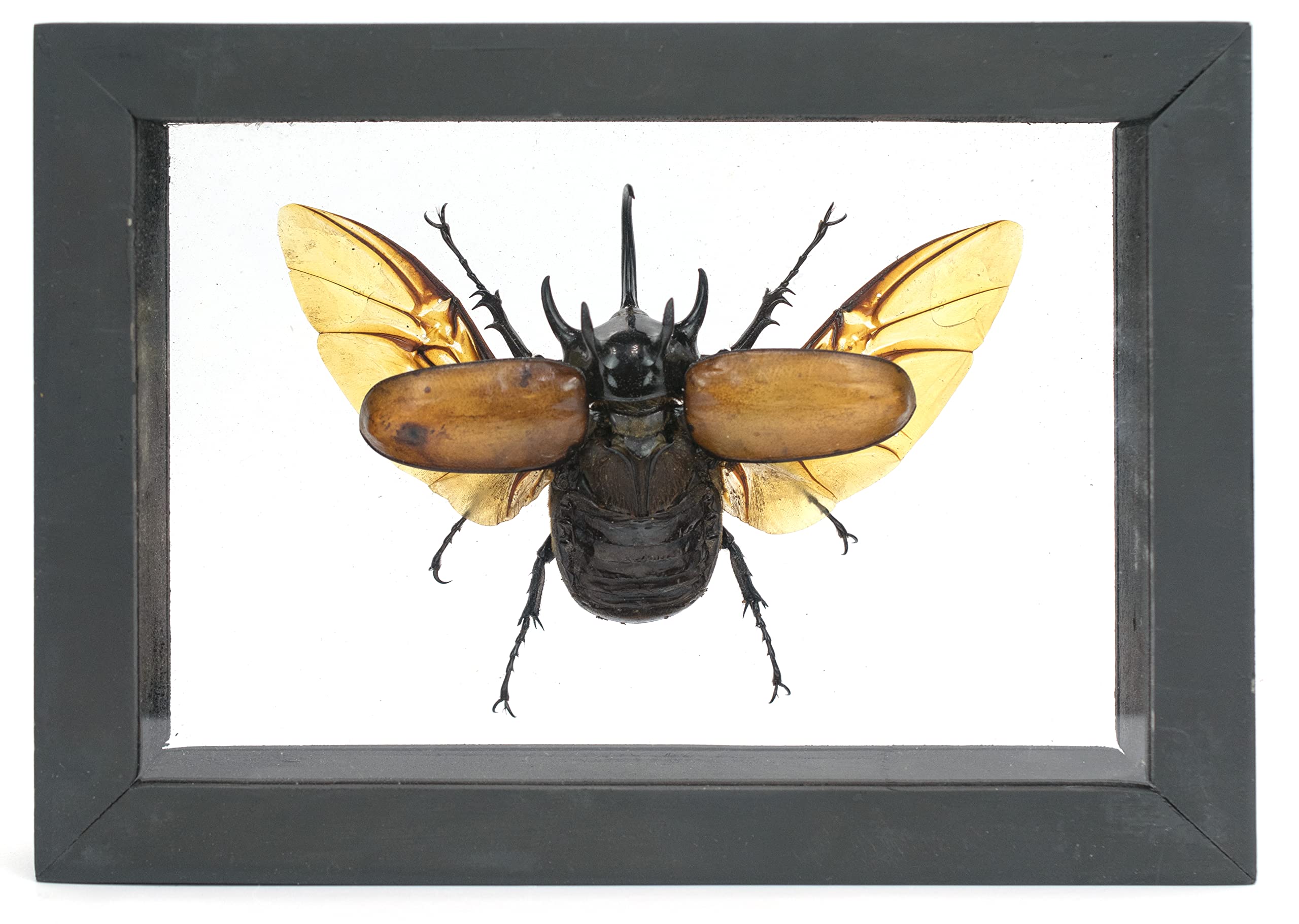 TAXIBUGS Authentic 5 Horn Beetle Eupatorus Gracilicornis Flying Form Taxidermy in 3D-Box Display Shadow Box Frame Sustainably Sourced (Black Wooden Box and Transparent Background)