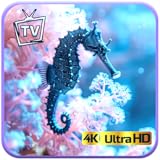 Works on both Fire TV and Fire Tablets