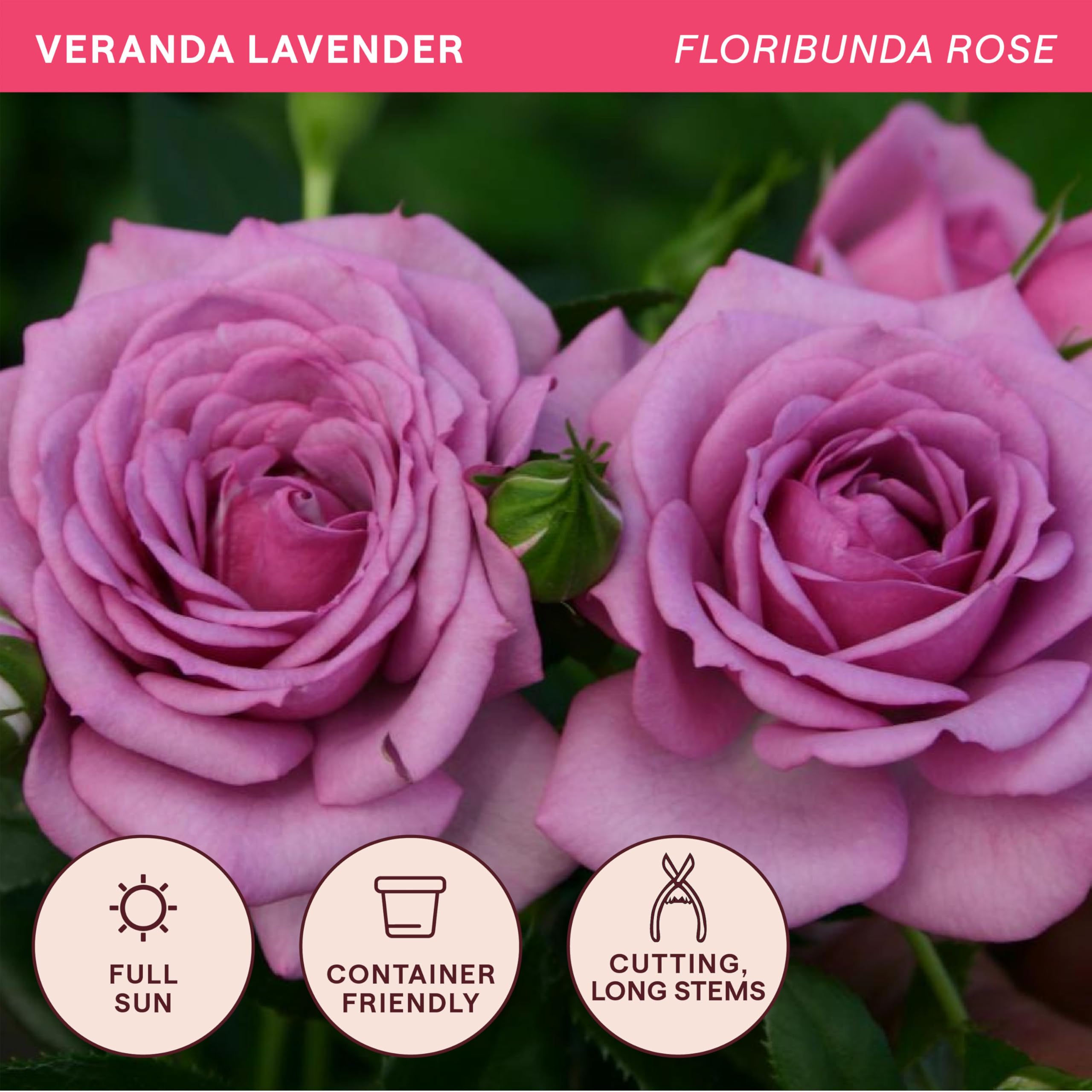 Amazon.com : Heirloom Floribunda Roses, Live Own Root Plant for