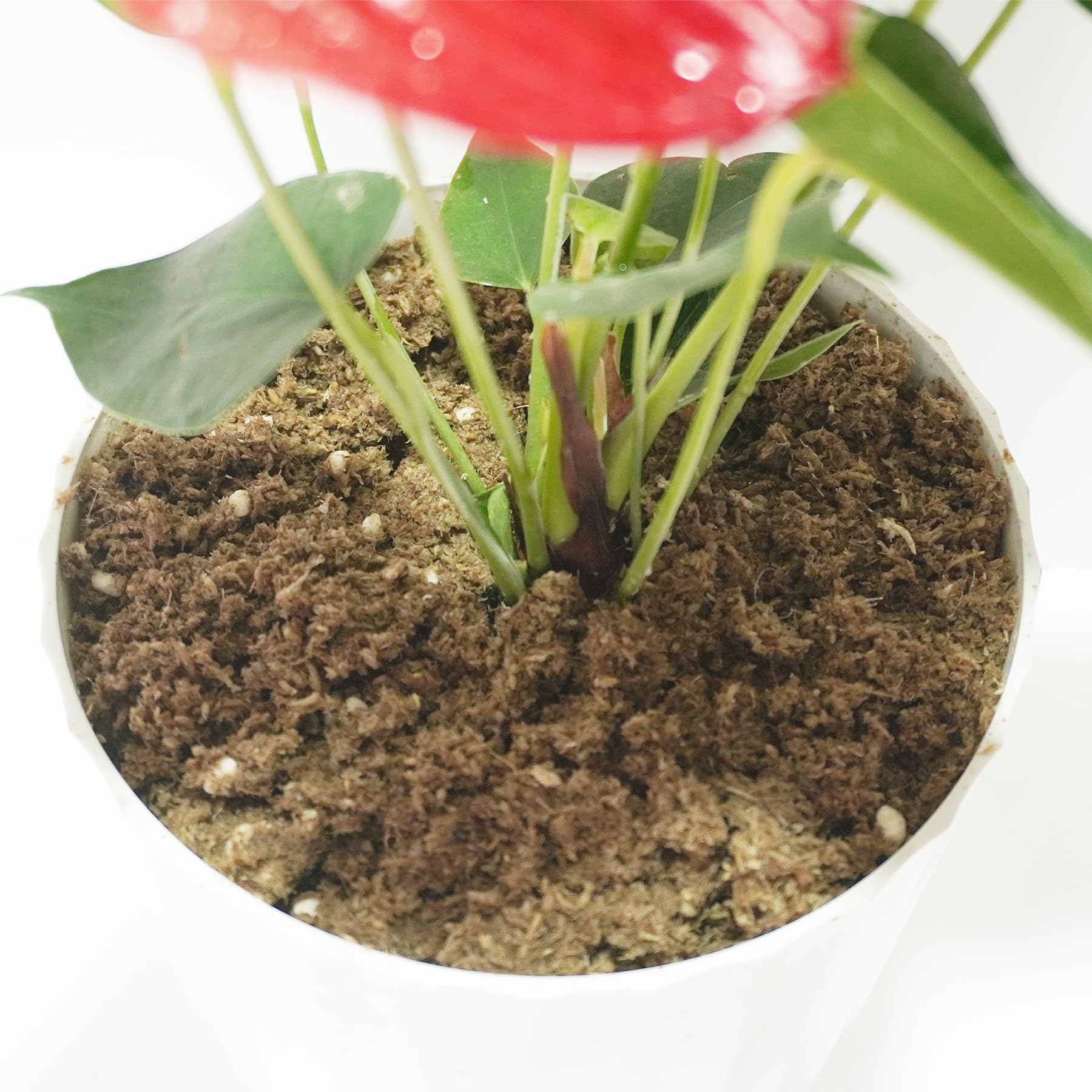 Amazon.com : Kapecute 2QT Anthurium Potting Soil, Professionally Formulated  Lightweight, Persistent Humidity, Fast Draining Potting Soil : Patio, Lawn  & Garden