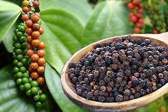 Black Pepper Plant | Live Piper Nigrum for Home Garden | Healthy Indoor/Outdoor Climbing Vine for Fresh, Aromatic Peppercorn Harvest