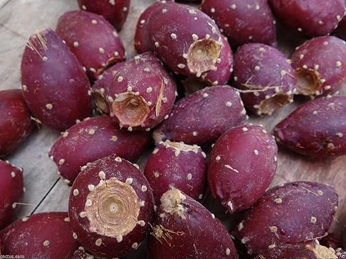 Miniatura 3 de 50 semillas de cactus de tuna roja, Opuntia Engelmannii, resistentes al frío, nopalea dulce
