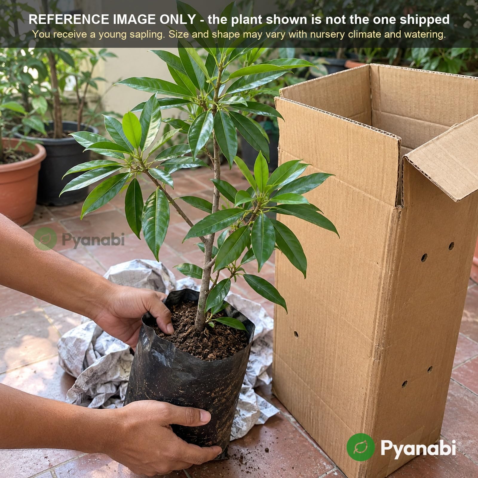 Chakra Phool Plant - Star Anise Spice Tree -5 Chakra Phool Plant - Star Anise Spice Tree -5