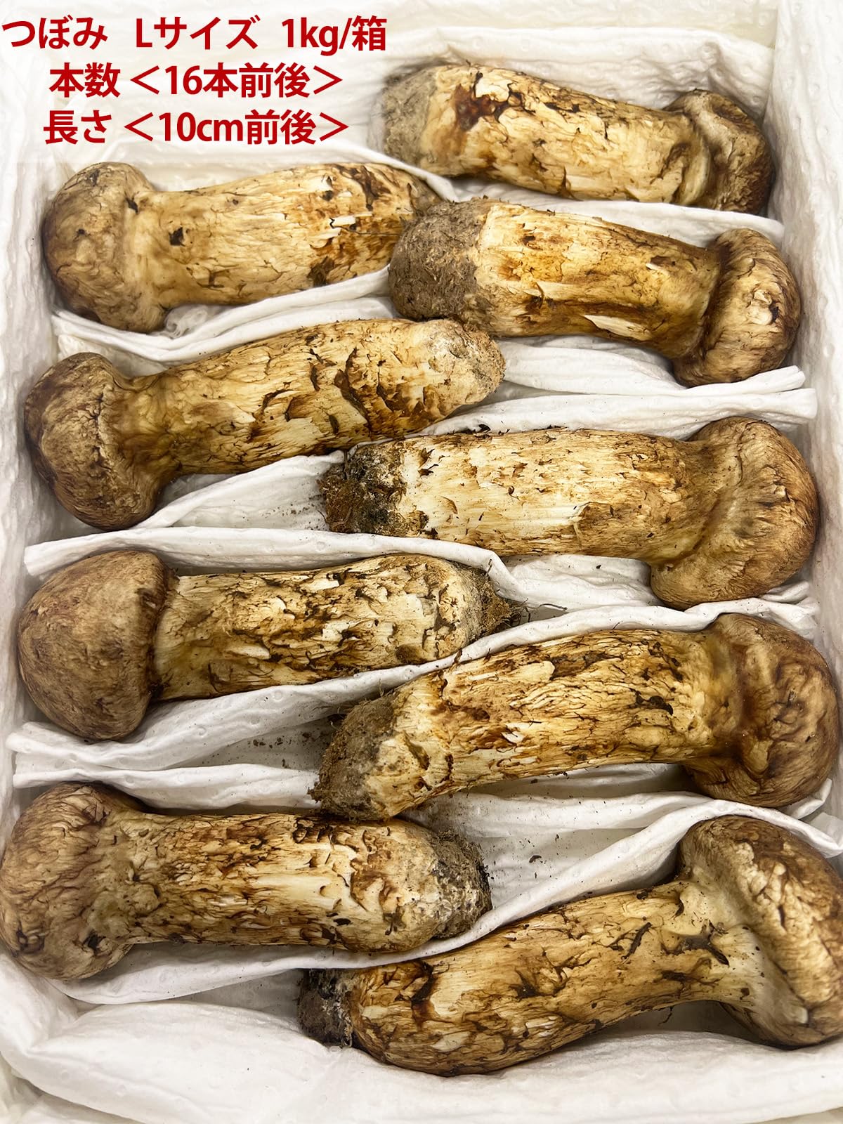 Amazon | 生松茸 つぼみ 約1kg ＜大L〜MLサイズ 15〜25本 9cm前後 