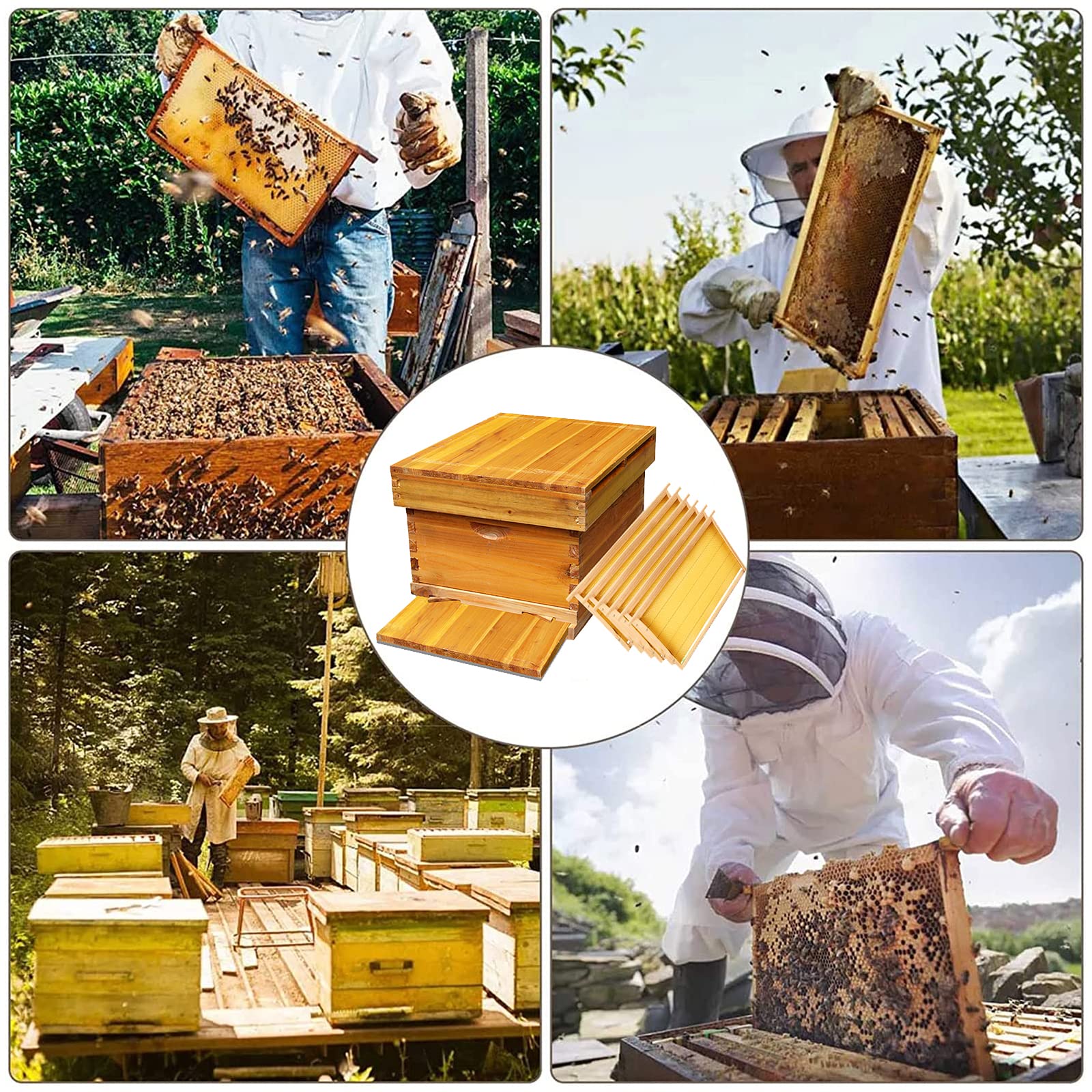 ミツバチ 養蜂 蜜蜂 巣箱 教本 DVD セット ミツバチ 養蜂 蜜蜂 巣箱 教本 DVD セット Amazon.co.jp