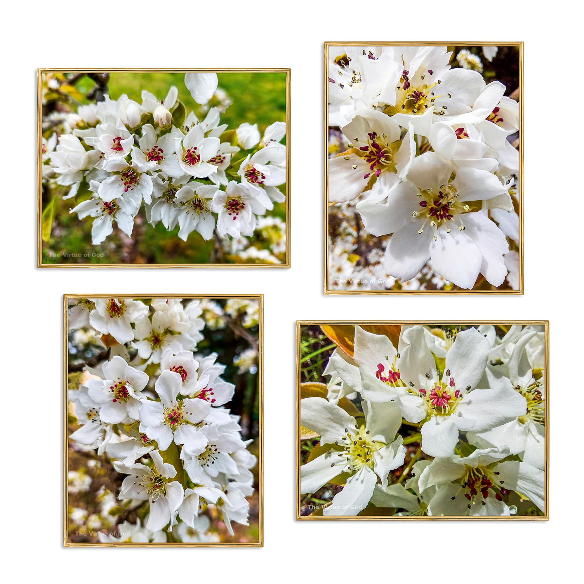 The Virtue of God–Authentic Nature Closeup Photography–Spring Cherry White Flowers-Unframed Canvas Vertical Horizontal 4 Prints Set–Modern Wall Art Home Office Decor Floral Pictures (8 x 10)