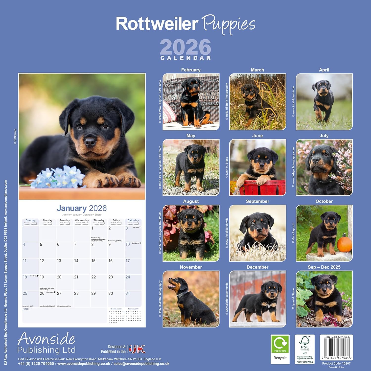 Calendario 2026 De Jack Russell | Calendario Cuadrado De Pared De Raza