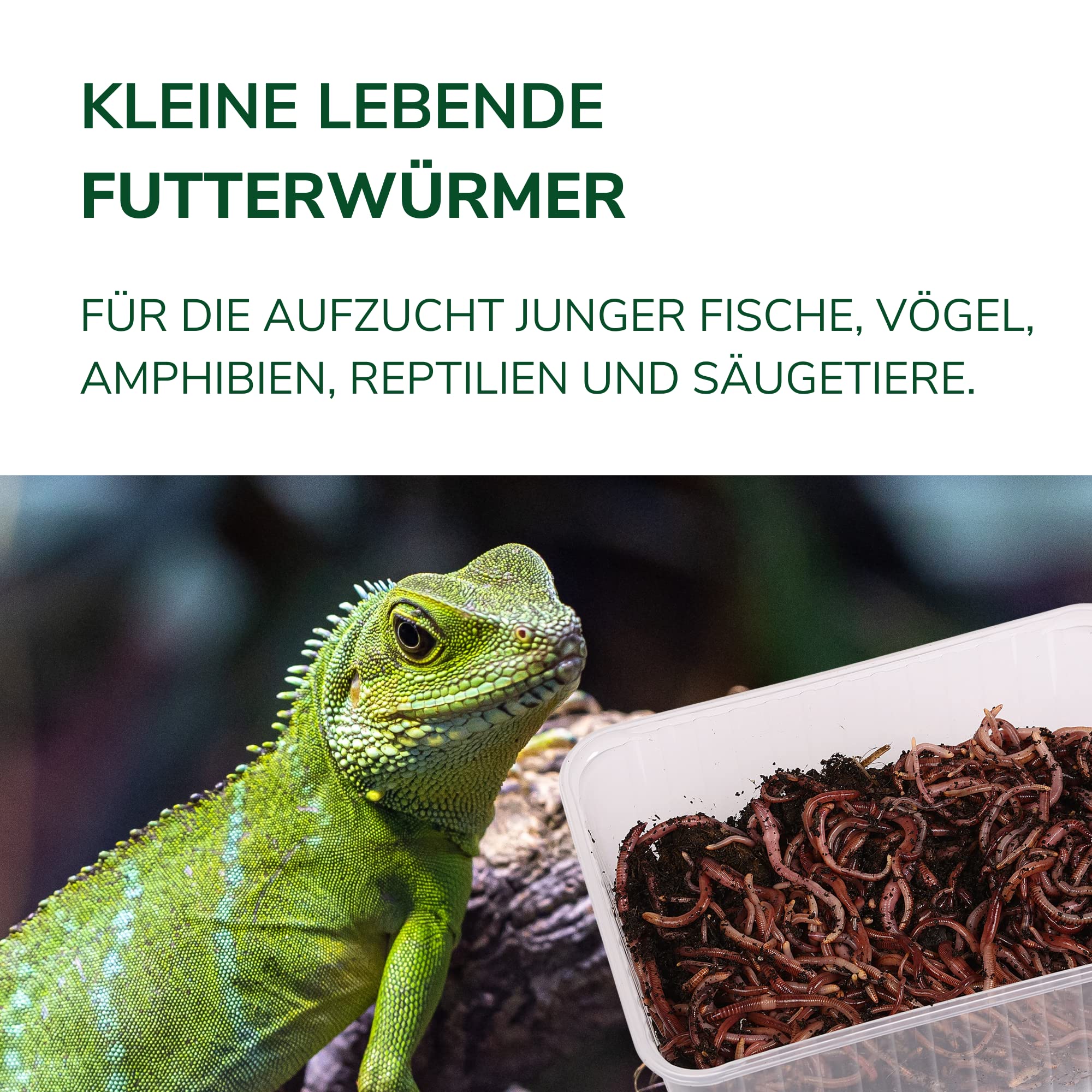 Futterwürmer - Klein - für Aufzucht junger Kleiner Fische, Vögel, Amphibien, Reptilien und Säugetiere, Anzahl:2000 STK./Eimer