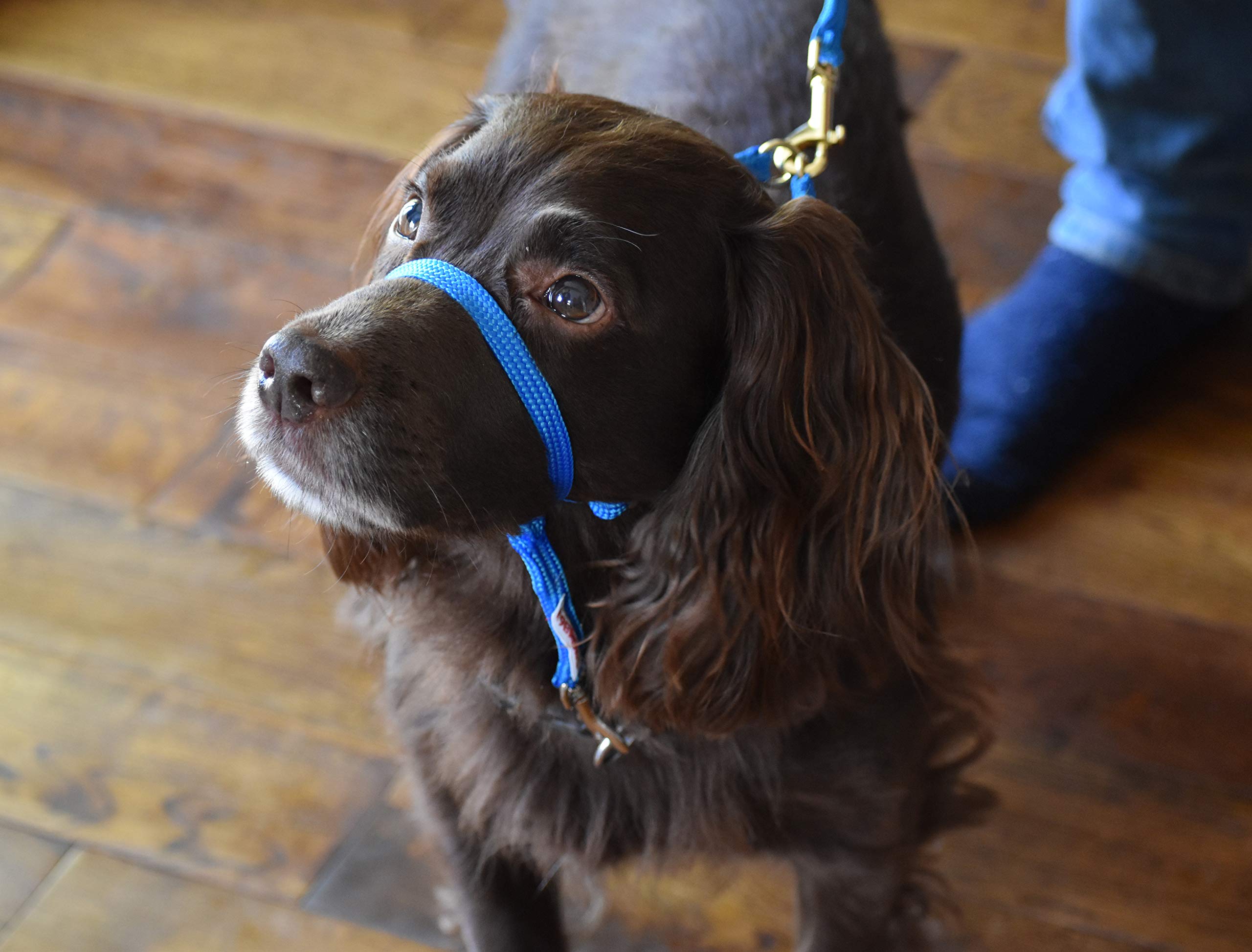 K9 Bridle - to stop your dog pulling (XS, Blue)