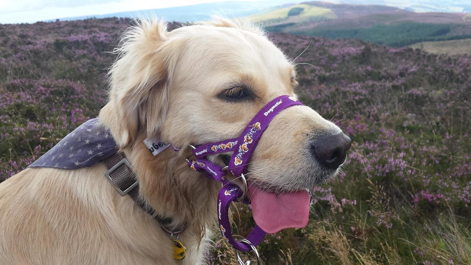 DOGMATIC HEADCOLLAR PADDED CUSHIONED WEBBING PCW PURPLE SIZE 3 Amazon.co.uk Pet Supplies