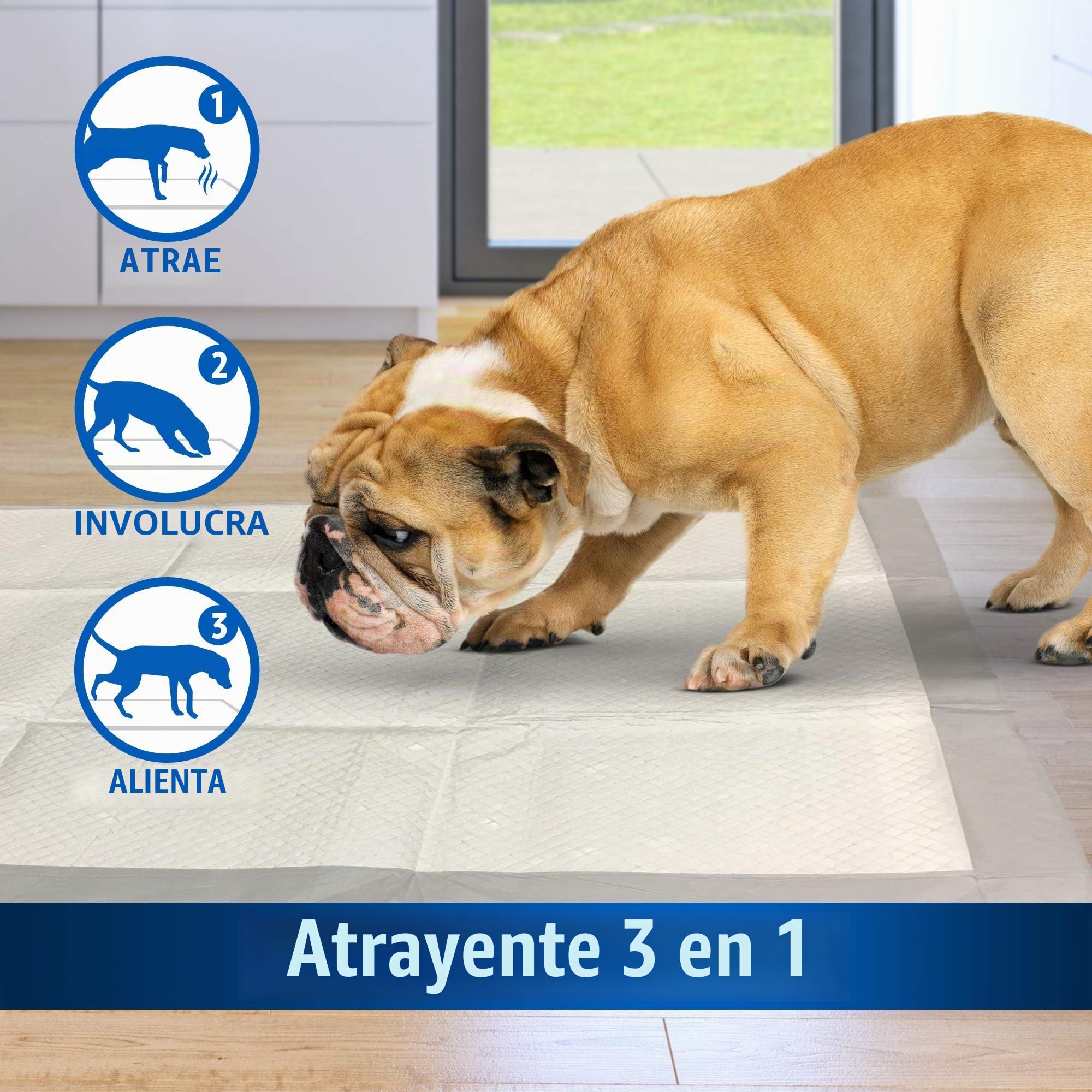 OUT! PetCare out IR aquí Almohadillas de Entrenamiento para Perros (Pack de 100)