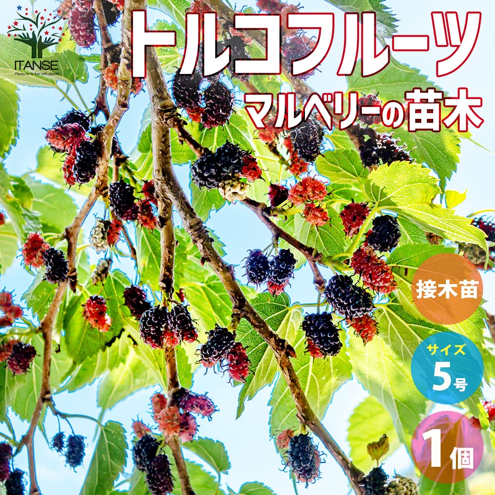 Amazon.co.jp: マルベリーの苗木 品種：トルコフルーツ 接木5号ポット