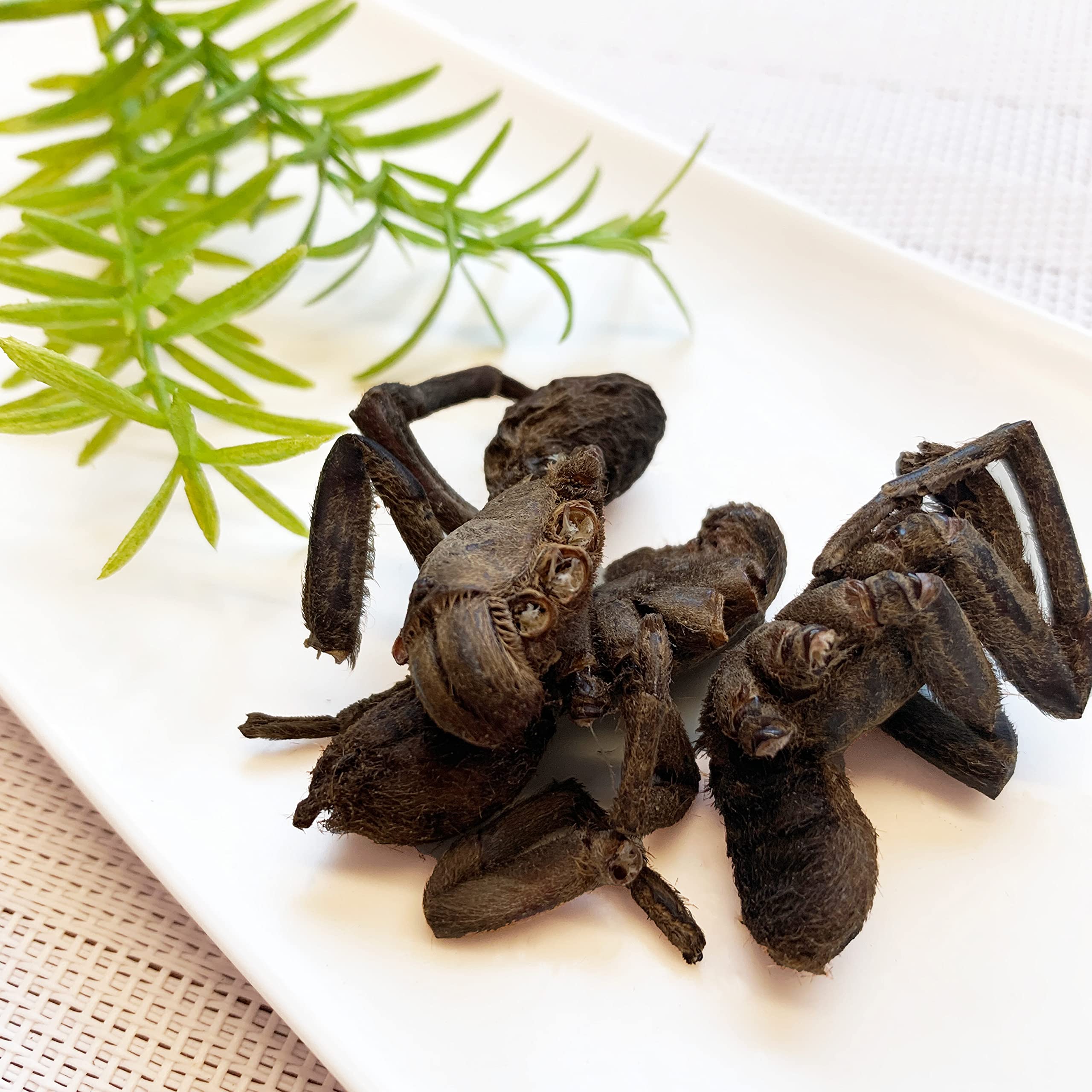 Amazon | bugoom 昆虫食 タランチュラ ZEBRA TARANTULA [No.1