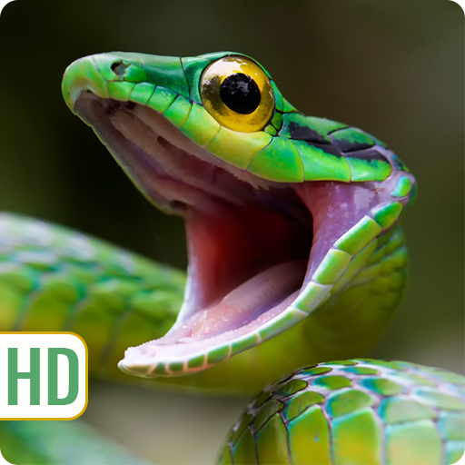 Snake HD Wallpapers App on Amazon
