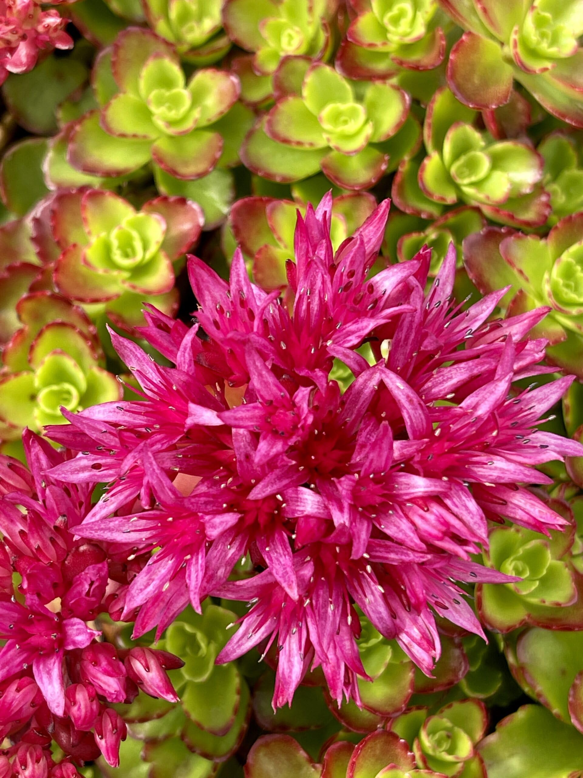 6x Sedum spur. 'Schorbuser Blut' ('Drachenblut')