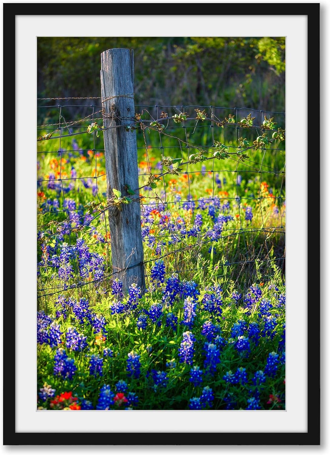 Framed and Matted Country Print (Ready to Hang) Vertical Picture of Fence Post Surrounded by Bluebonnets on Spring Day in Texas Wildflower Wall Art Farmhouse Decor (1" Mat, 5" x 7")