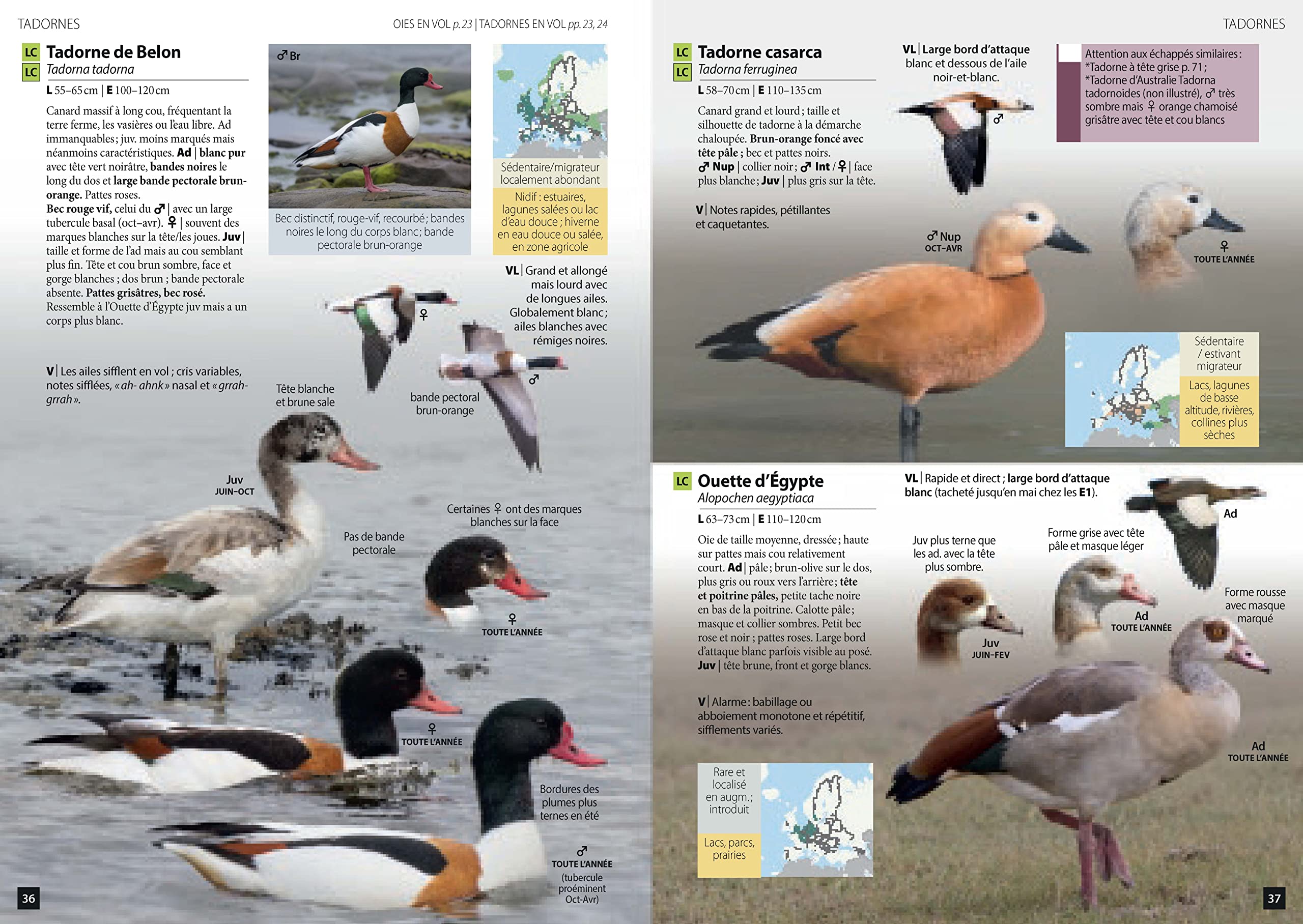 Guide des Oiseaux d'Europe: Manuel d'identification photographique