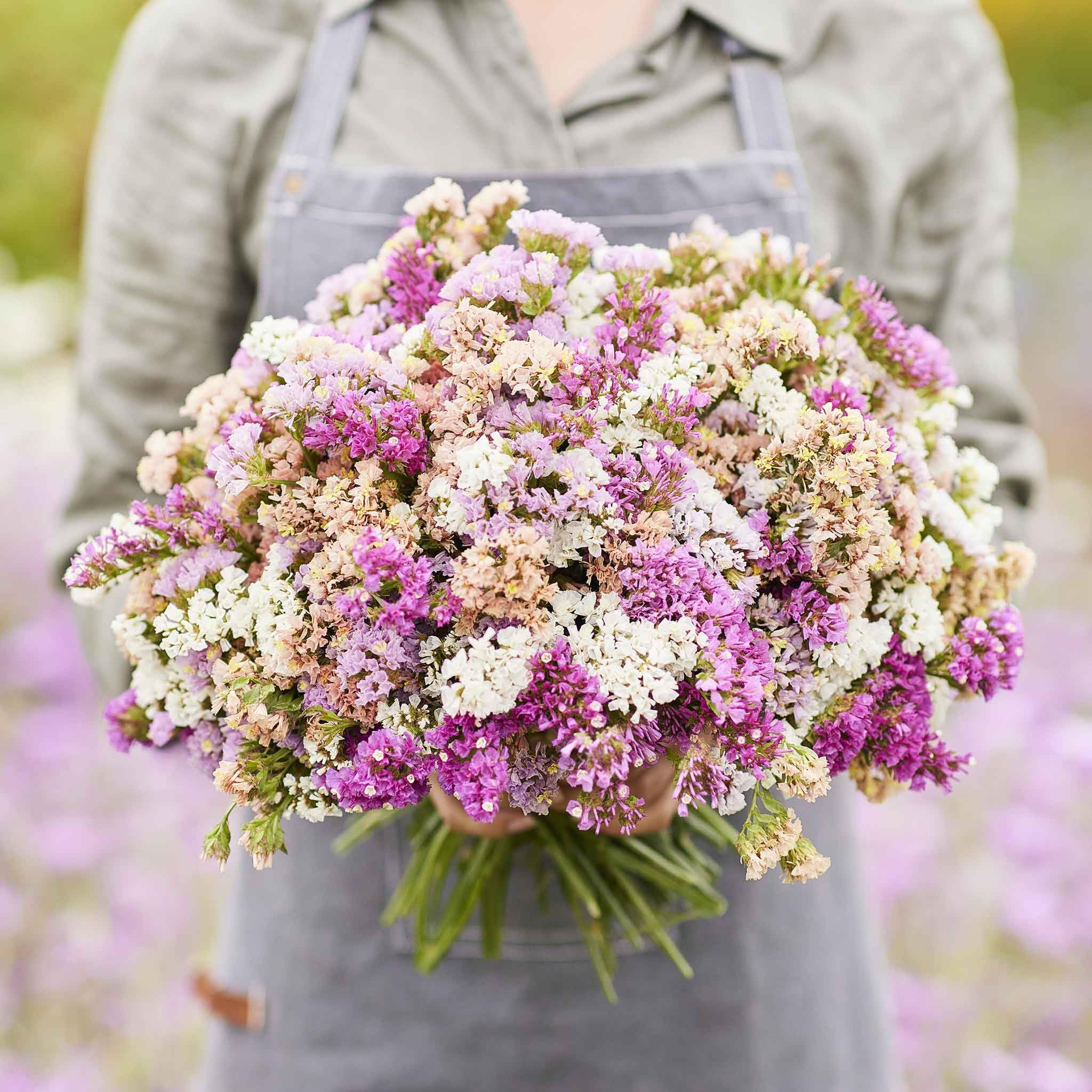 Statice Seeds - Pastel Mix