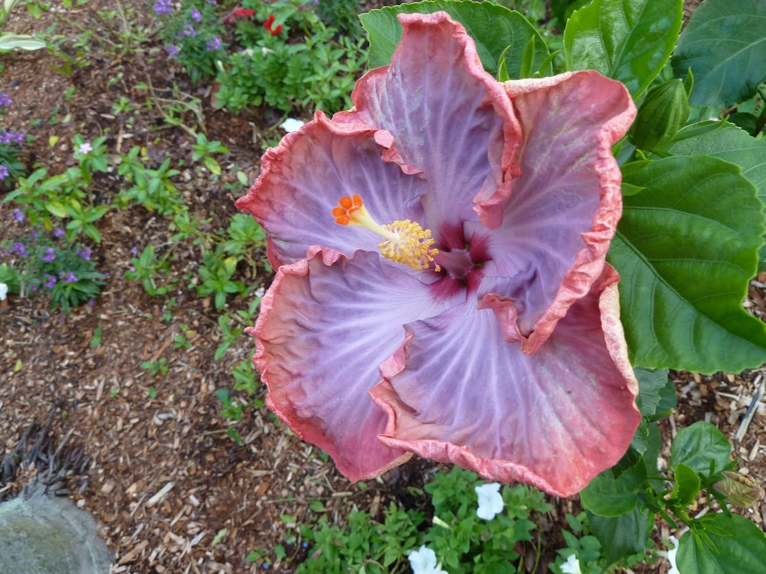 Nursery Live Rare Hybrid Hibiscus (Code NLH15) Live Plant in Polybag ...