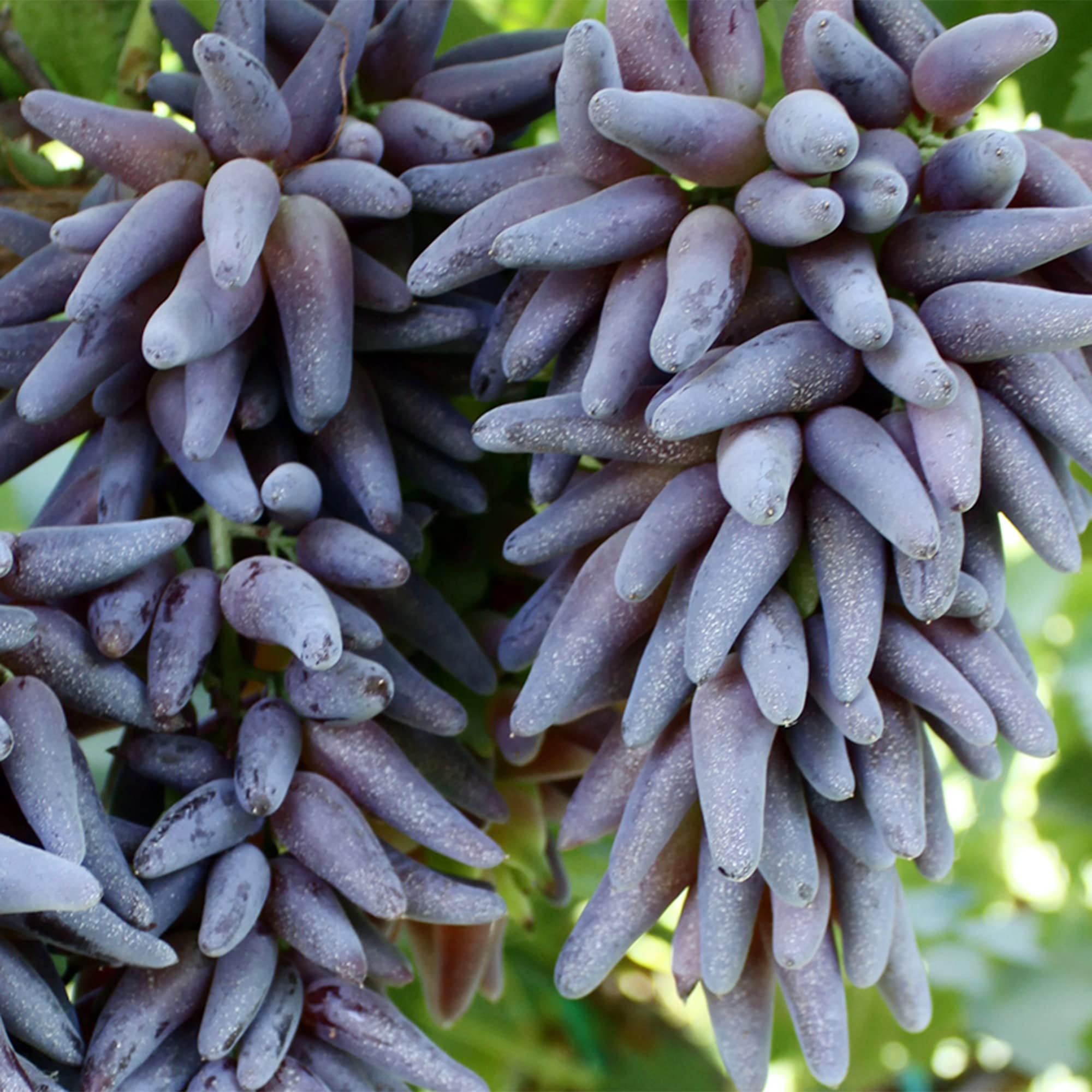 Amazon.com : QAUZUY GARDEN 70 Purple Finger Grape Seeds