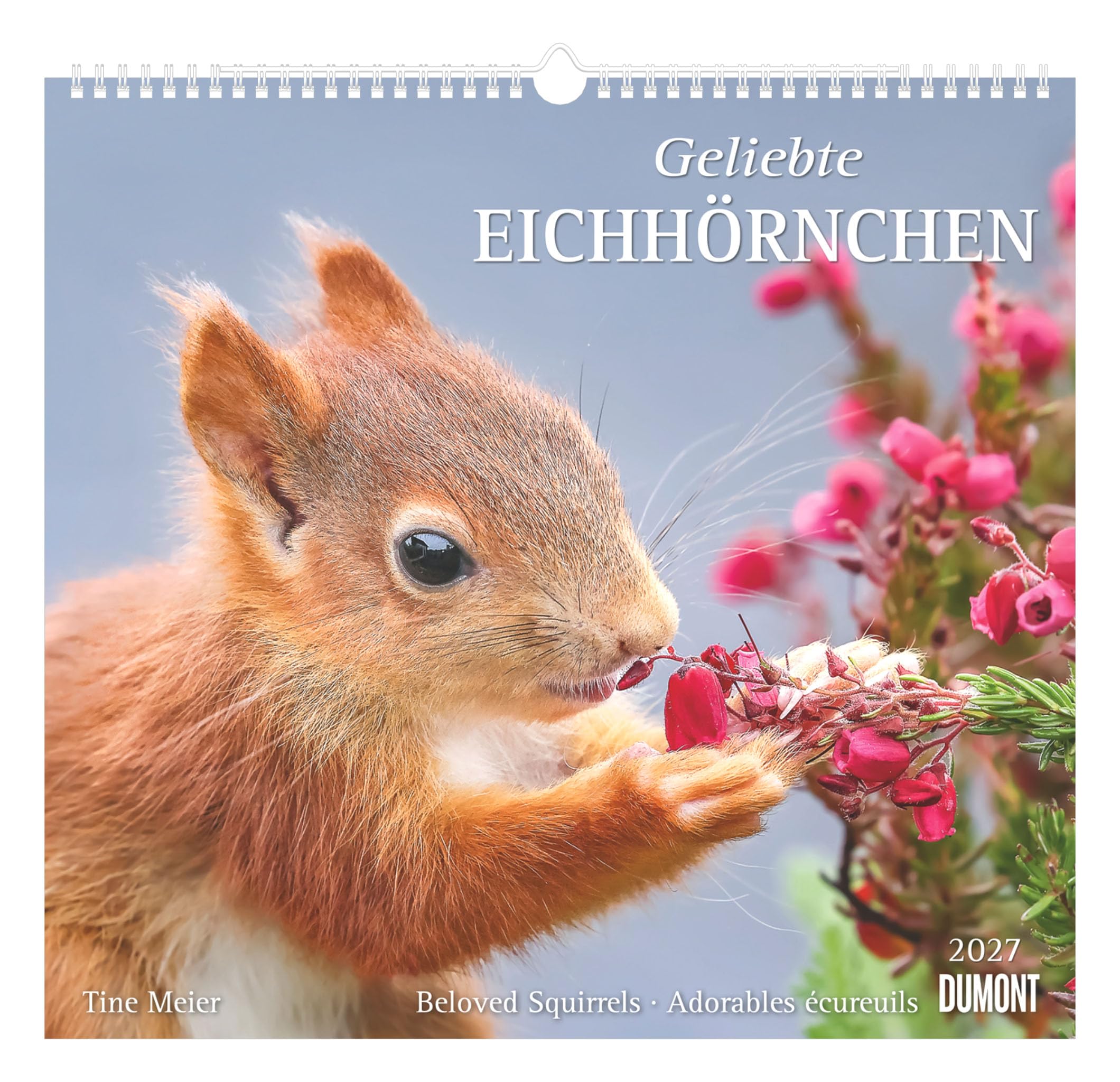 Geliebte Eichhörnchen 2027: Wandkalender 38x35,5 cm mit 12 Eichhörnchenfotografien und 3-sprachigem Kalendarium