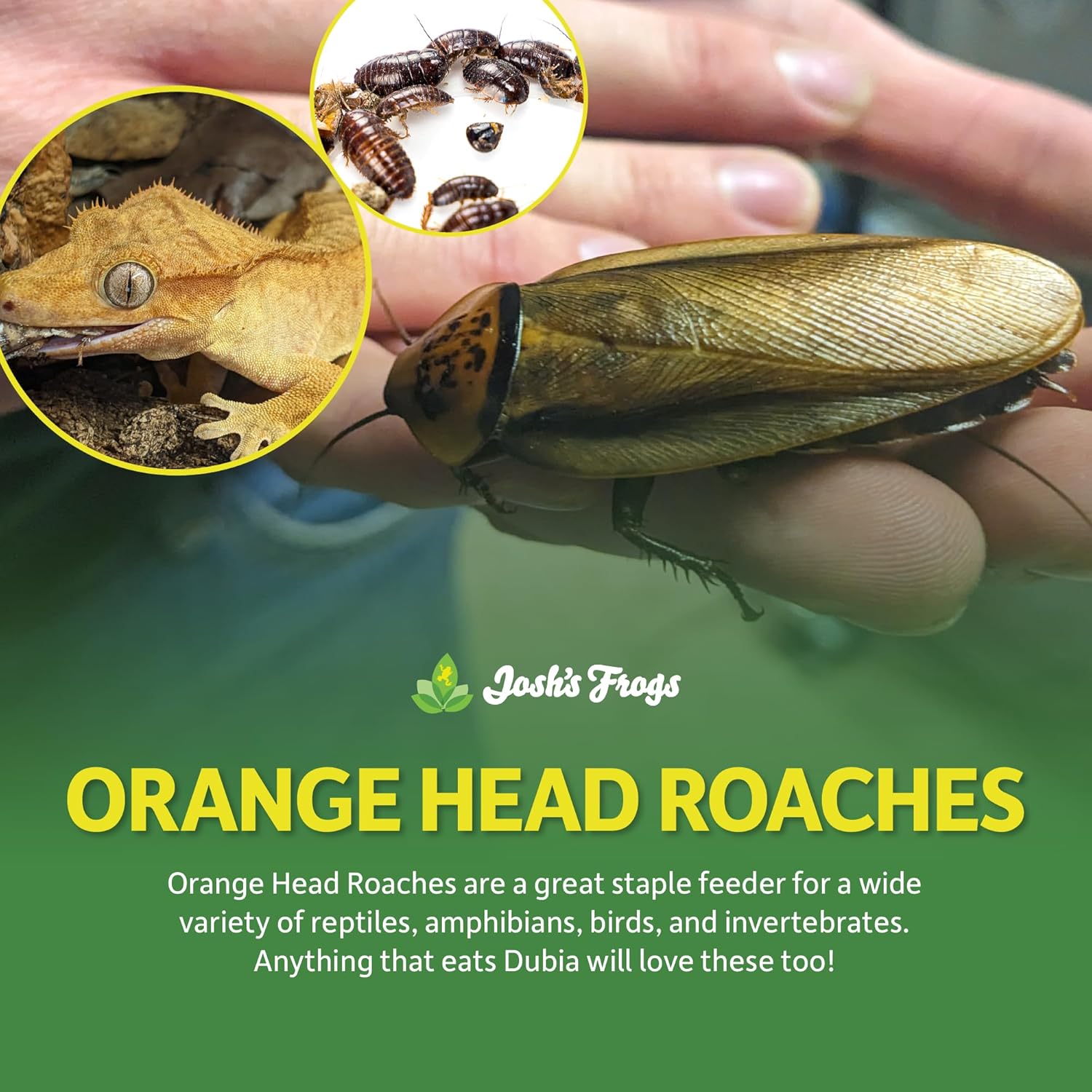 Josh's Frogs 1"+ Large Orange Head Roaches (25 Count)