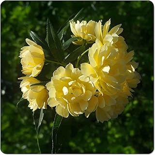 10 Hot Tub Pergola Ideas for Privacy and Weather Protection 59 Lady Banks Yellow Climbing Rose - Antique Heirloom - Rosa banksiae 'Lute...