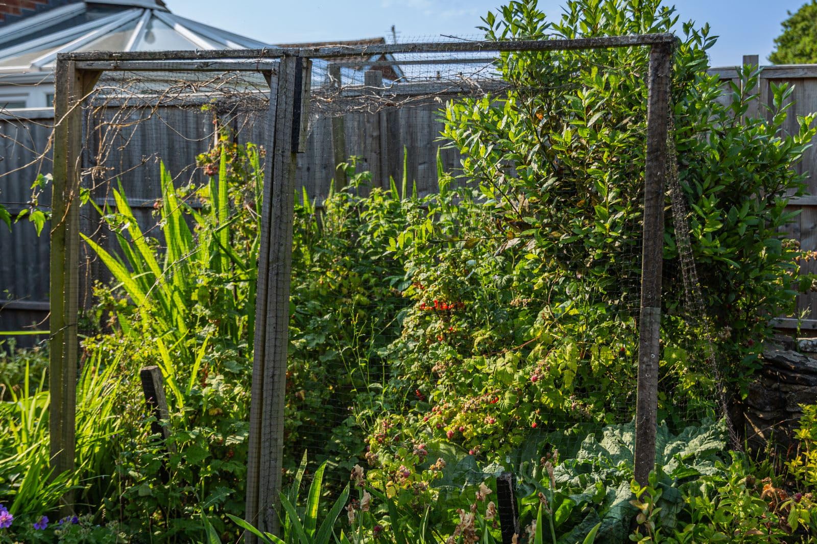 Rete di protezione per piante da giardino, resistente, 20 mm, per fermare gli uccelli, rete da giardino, rete per uccelli da giardino, rete per piselli per giardino (2 x 10 m)