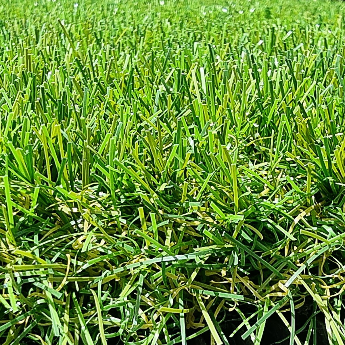Gazon Synthétique 40mm en 2m de large (2m de large x 6 m de long)