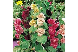 Radiant Rose Double Hollyhock Flower Seeds 100 Pack