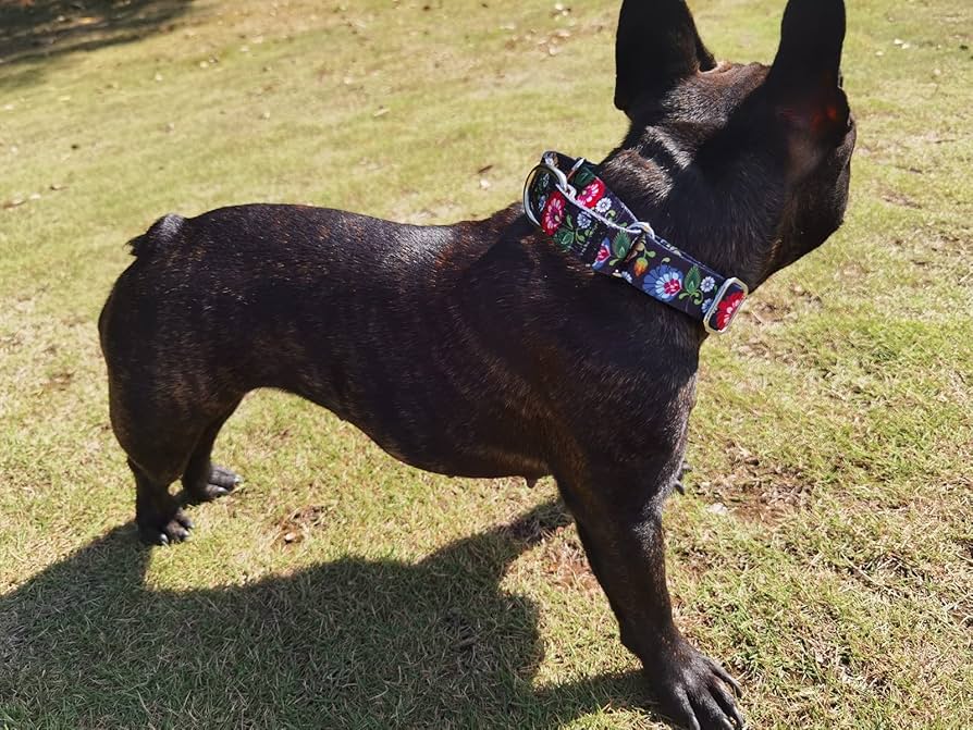 Haoyueer Martingale Collar Adjustable Heavy Duty Nylon Dog Collar For Boys And Girls (A85NO1, L