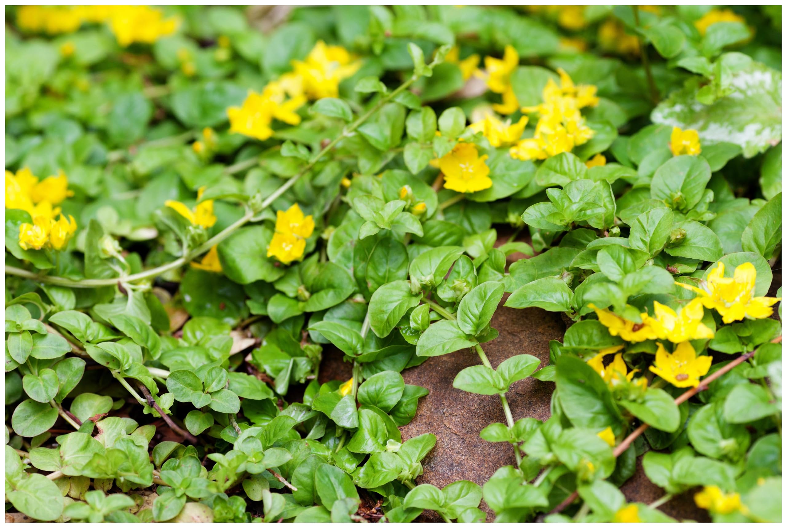 Stauden Gänge 10 x Lysimachia nummularia Pfennigkraut winterhart