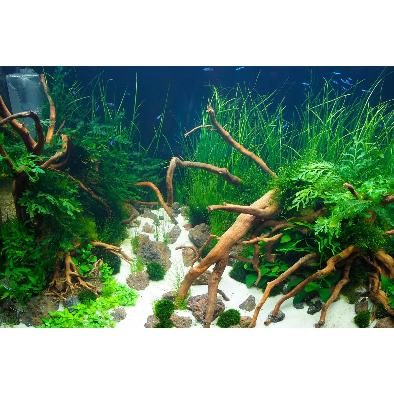 Aquarium Background Various Underwater Grass Plants Aquarium Backdrop Vivid and Fresh Green Aquatic Plants Stone River Bed and Dead Wood Yellow Stone