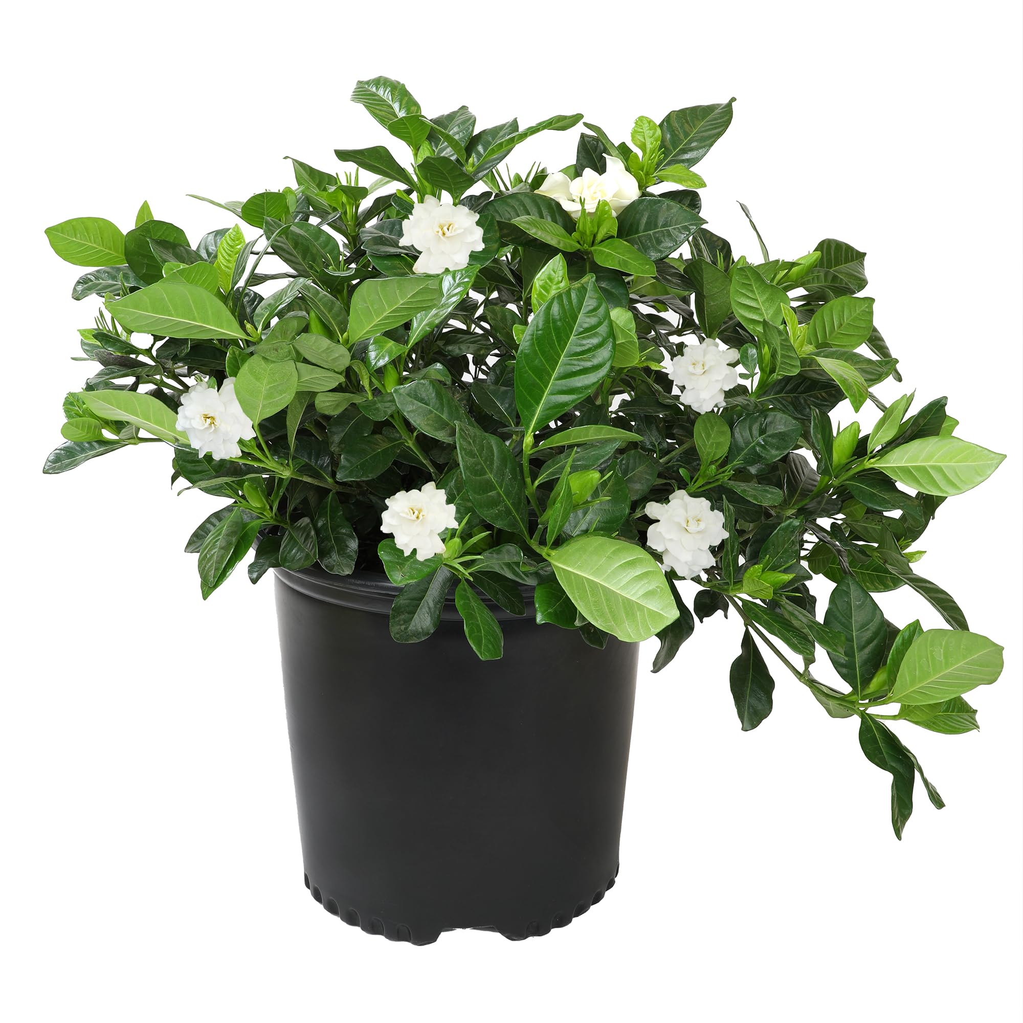 Plants for Pets August Beauty Gardenia (3G)