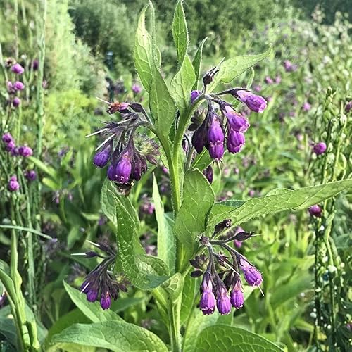 Miniatura 6 de Comfrey Roots for Planting, 15 Live Comfrey Rhizomes, 36 Inches, Perennial Herbs for Growing Outdoor