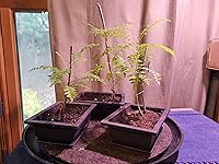 Review Image by Kindle Customer Kindle Customer