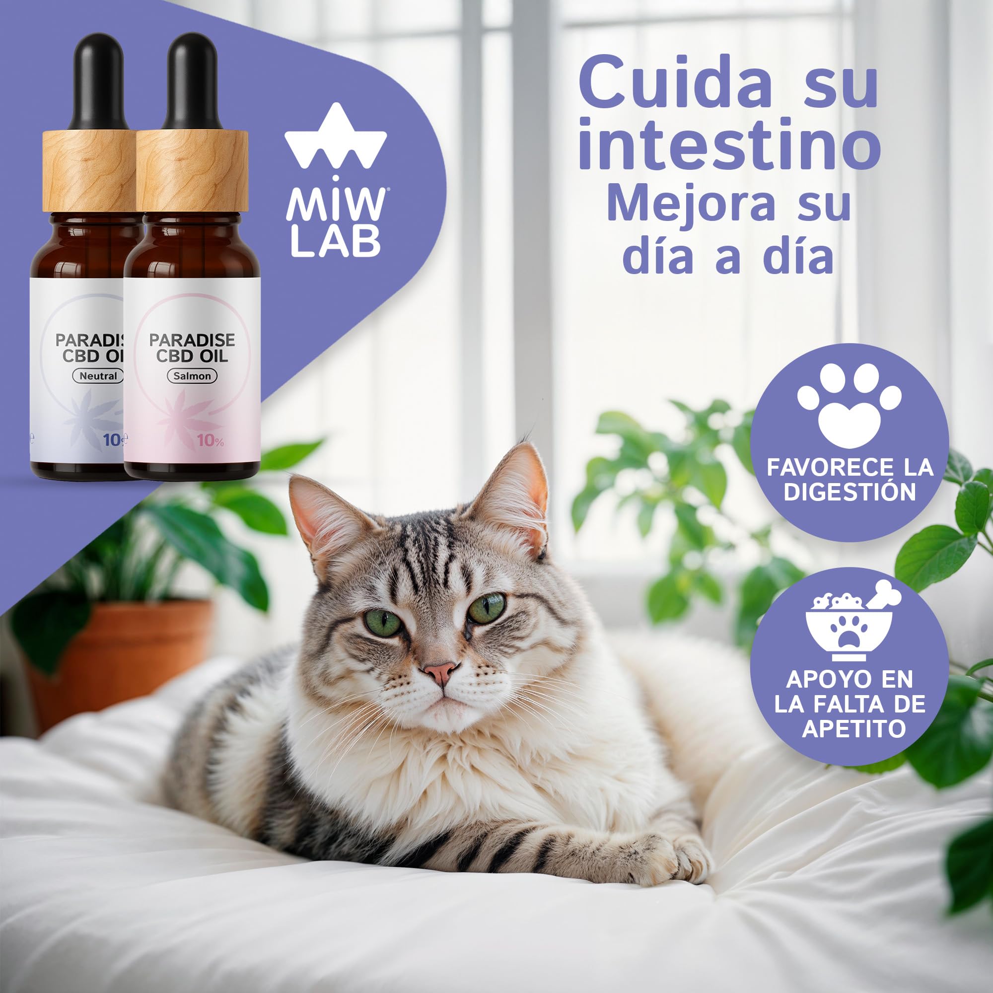 Paradise Aceite 10% CBD Relajante Natural para Gatos y Perros Hecho en España 240 Gotas Calmantes con Cannabidiol Tranquilizante de Ansiedad Dolor y Recuperación del Apetito Digestión y Articulaciones