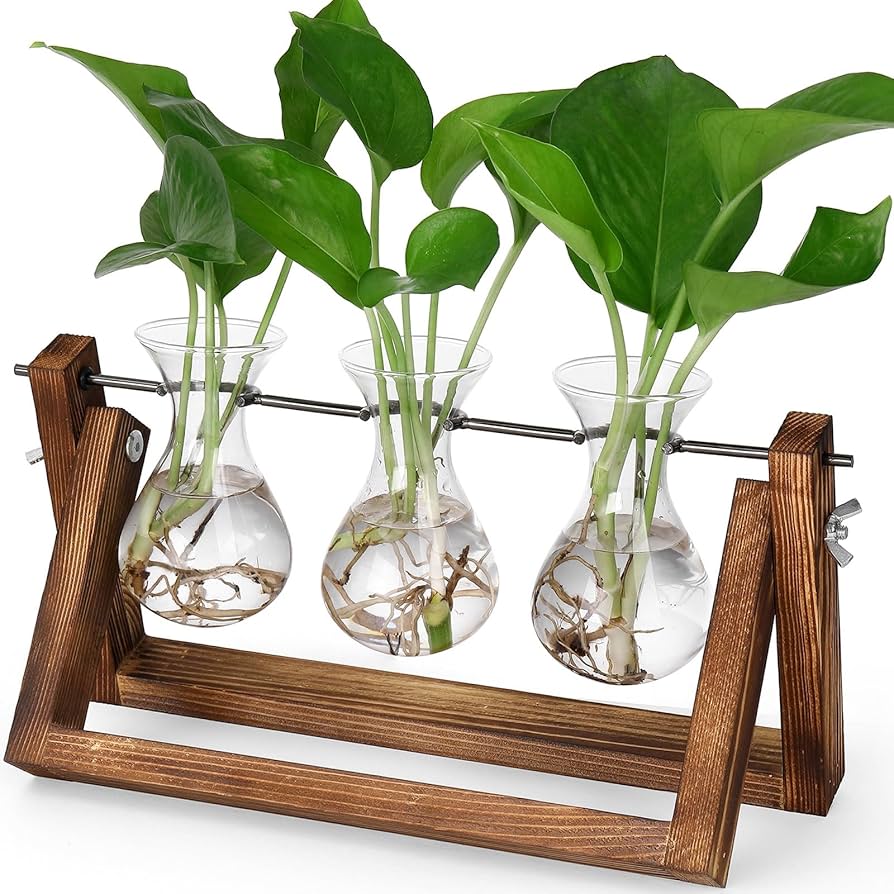 Propagation Stations Desktop Plant Terrarium, Glass Planter