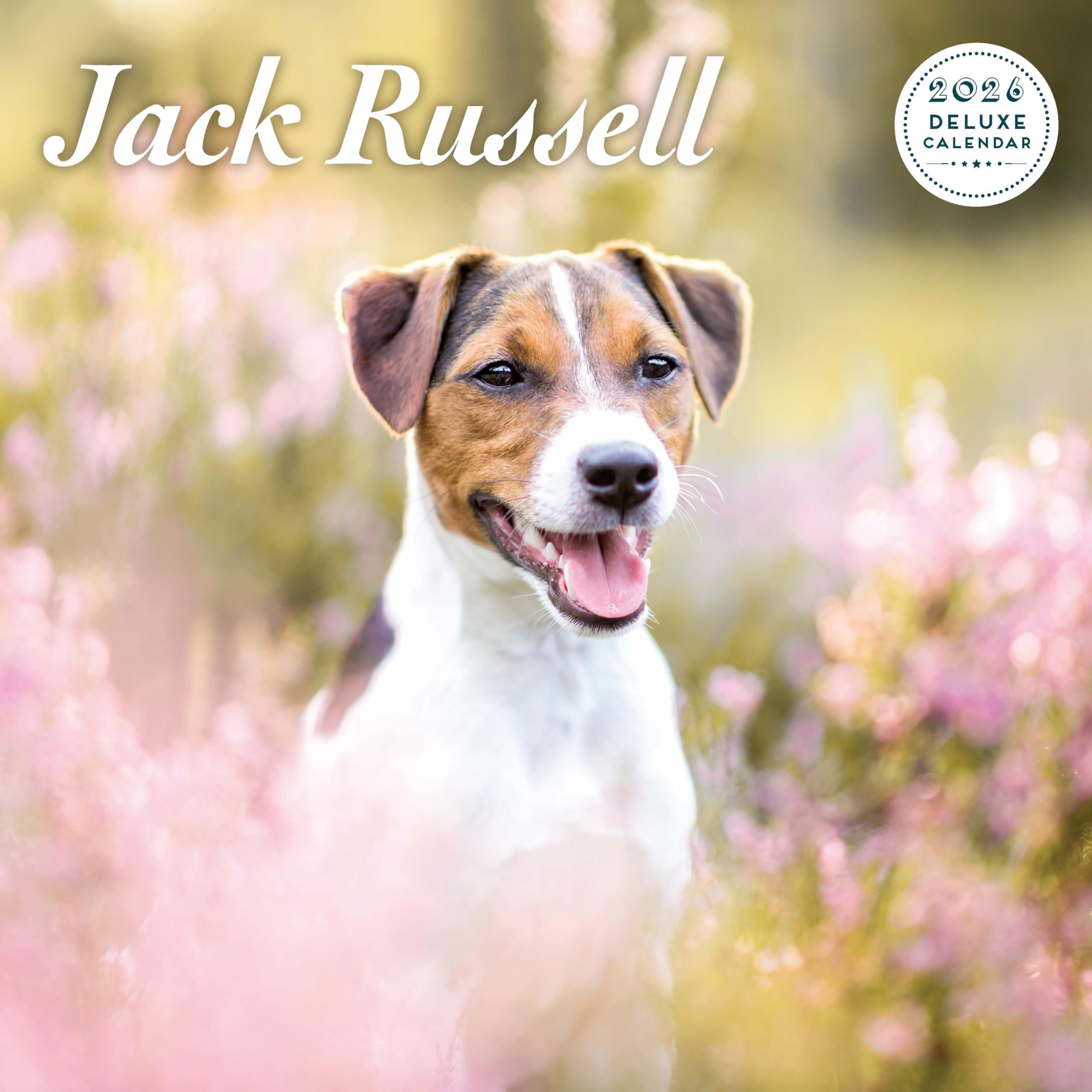 Jack Russell 2026 Deluxe Calendar