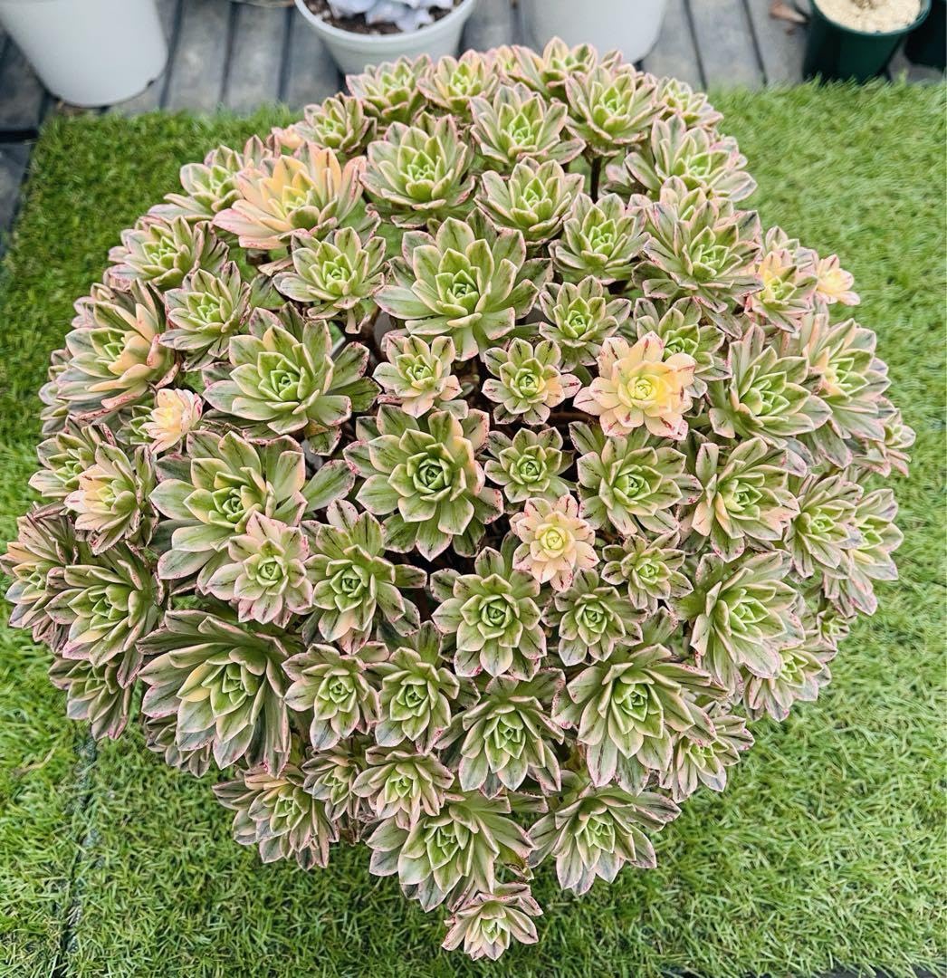 多肉植物 アエオニウム 群生セット setaeo.jpg