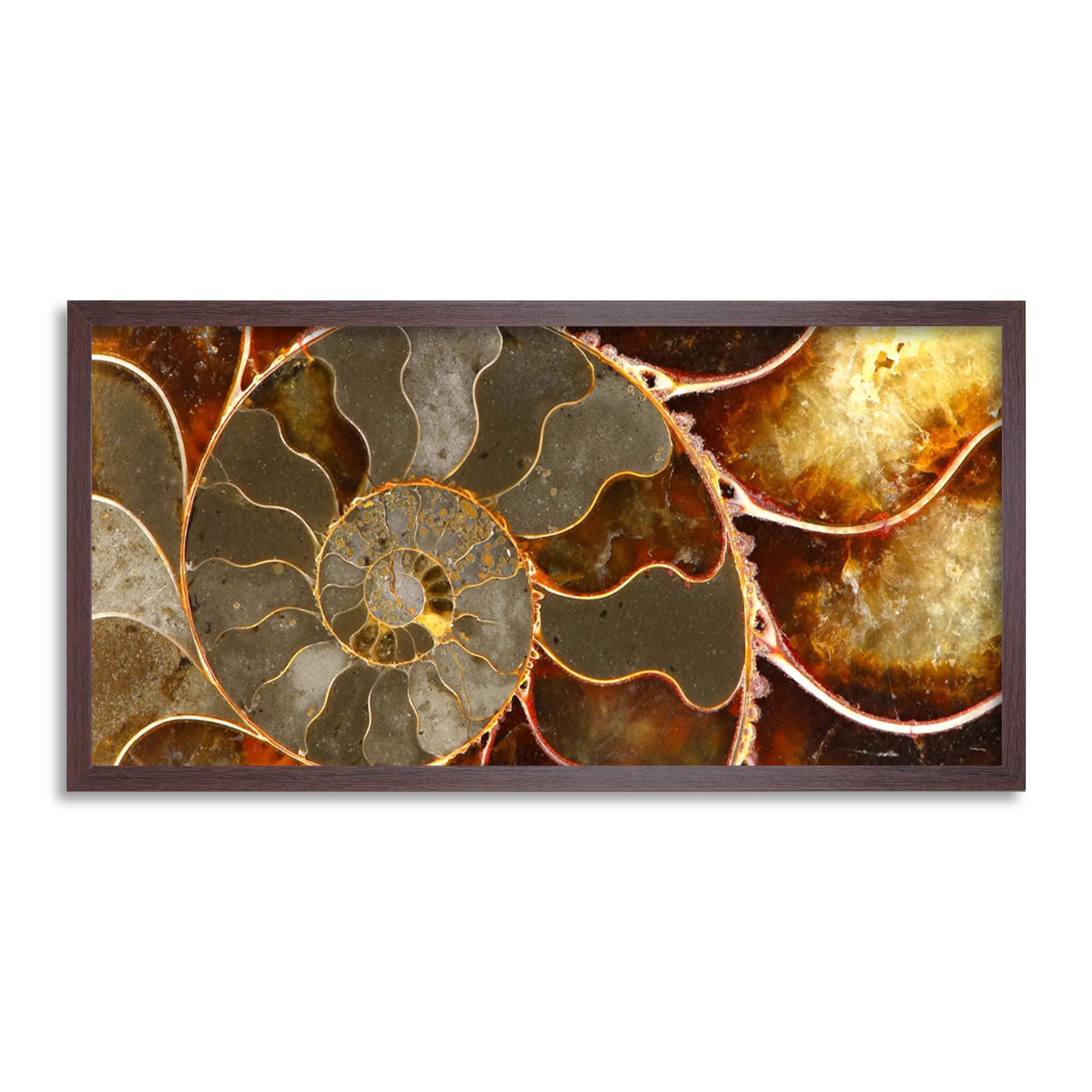 Wee Blue Coo Ammolite Shell Fossil Close Up Long Panel Framed Wall Art Print