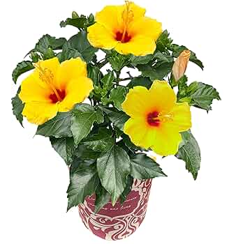 ハイビスカス　苗　大輪　黄色　イエロー　花木　1苗　限定品　観葉植物 ハイビスカス 苗 大輪 黄色 イエロー 花木 1苗 限定品 観葉植物