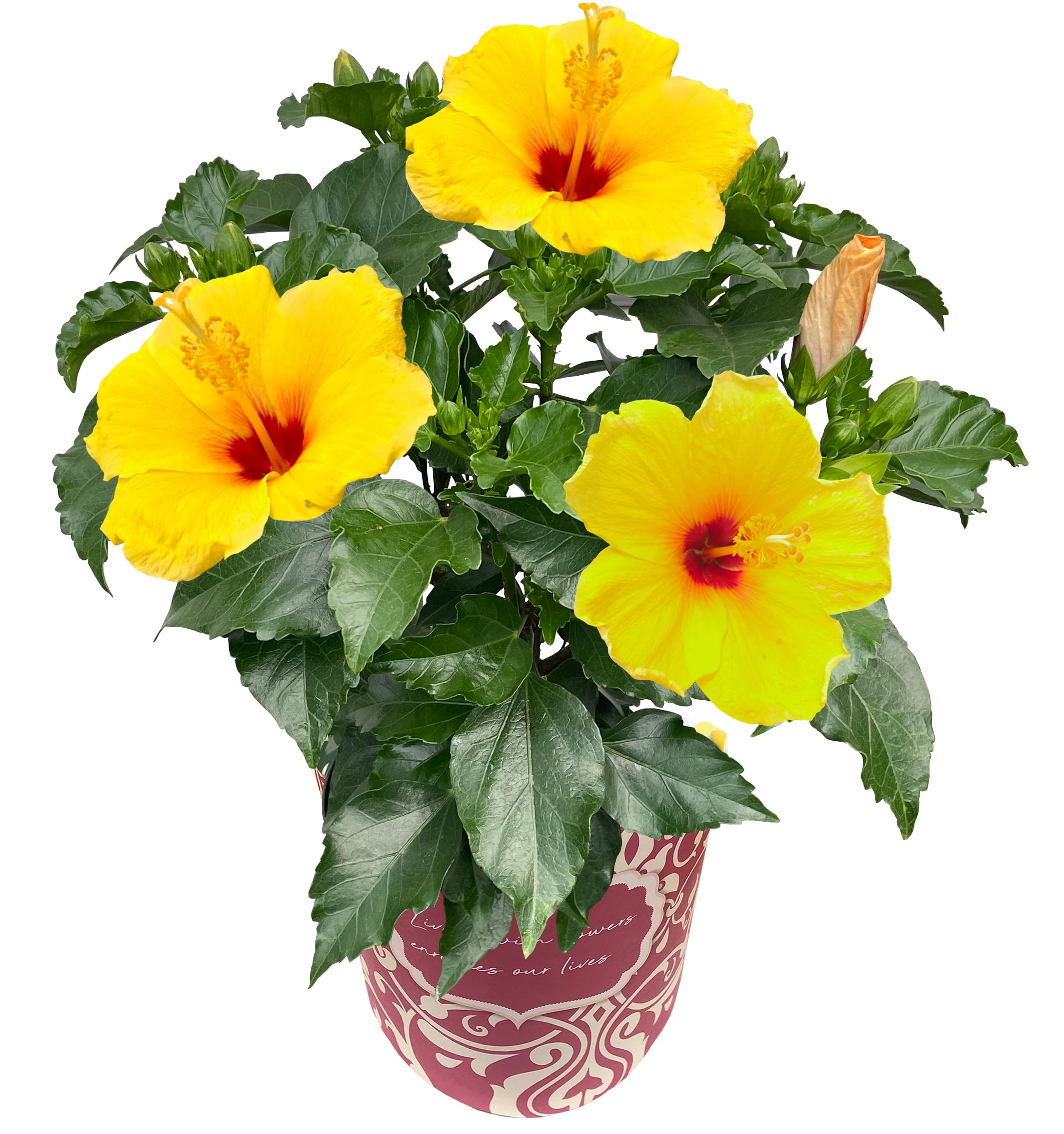 ハイビスカス　苗　大輪　黄色　イエロー　花木　1苗　限定品　観葉植物 Amazon.co.jp: ITANSE ハイビスカス イエロー 4号 1個売り
