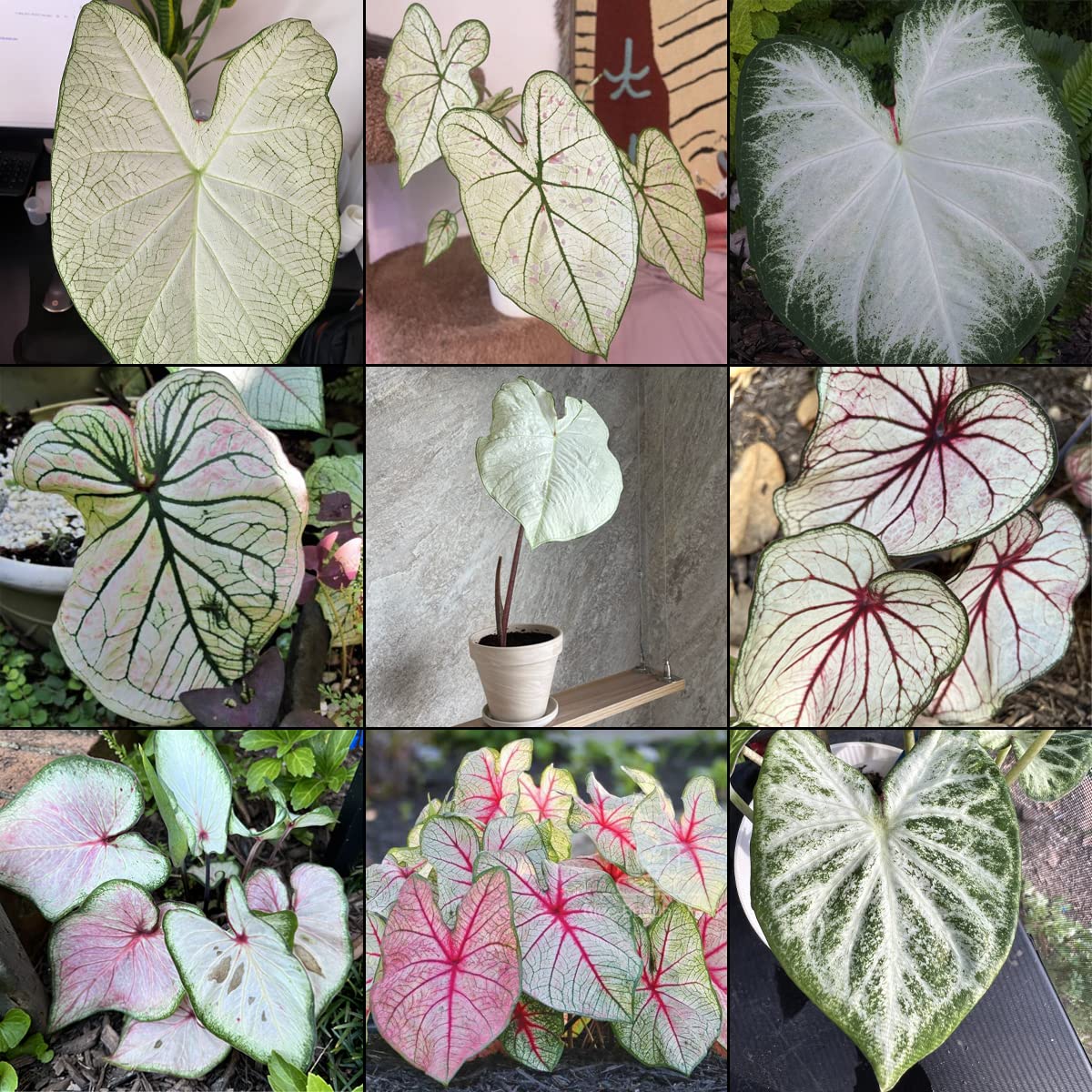 Blue Buddha Farm Mixed White Caladium