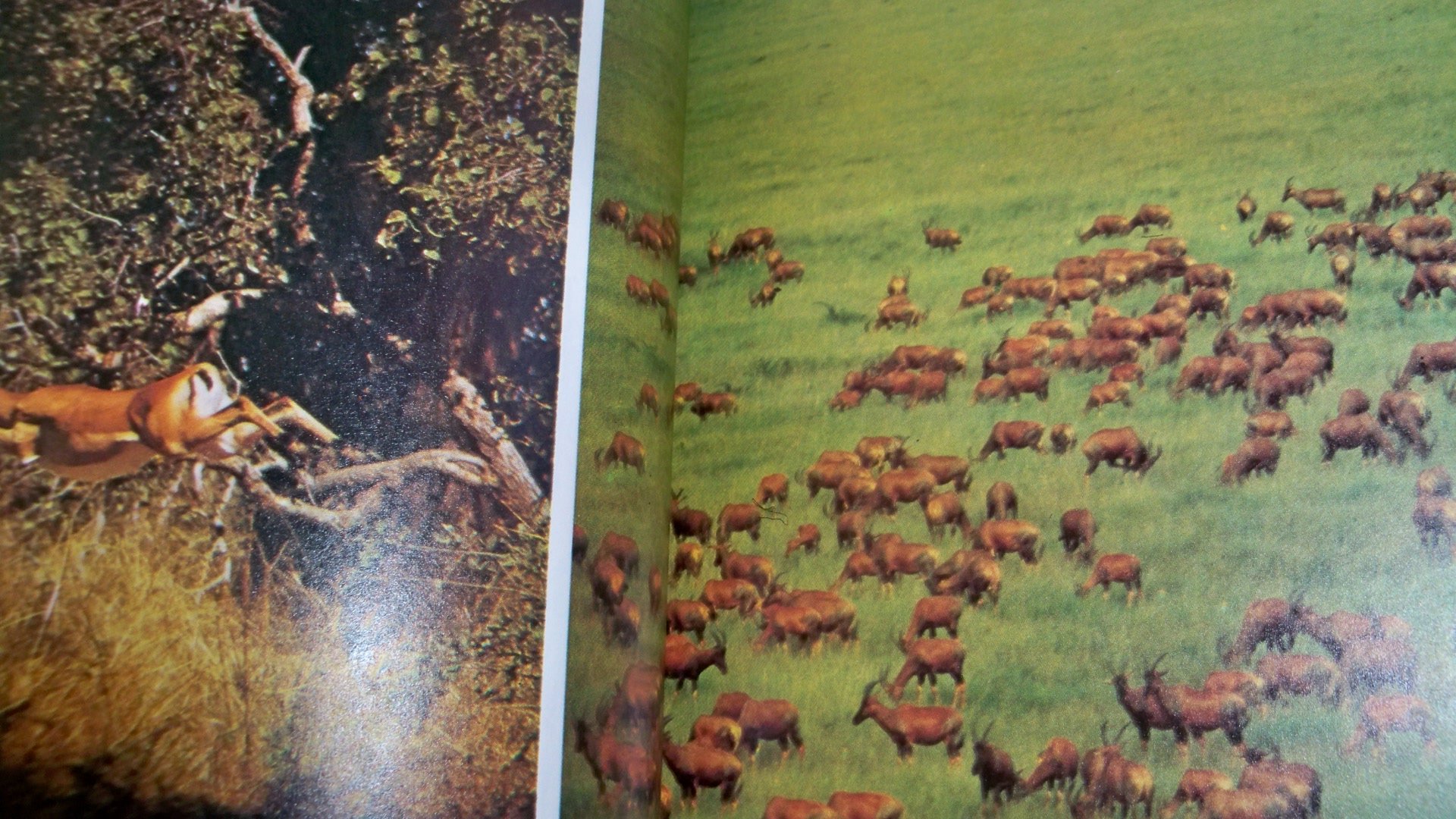 THE ASCENT ON MAN - Image 4